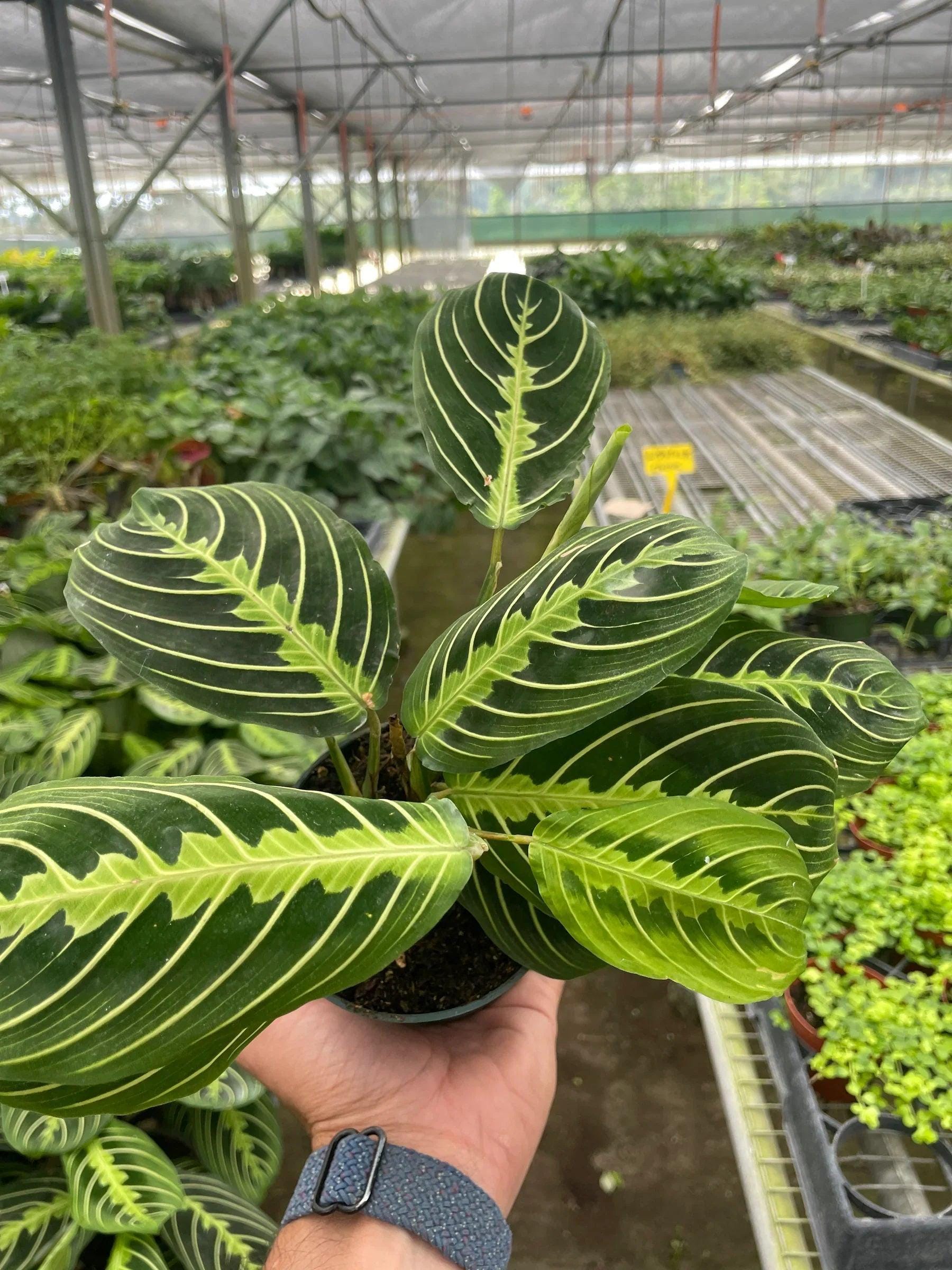 Maranta 'Lemon Lime' Default 4" Pot Austin Jungle Co.