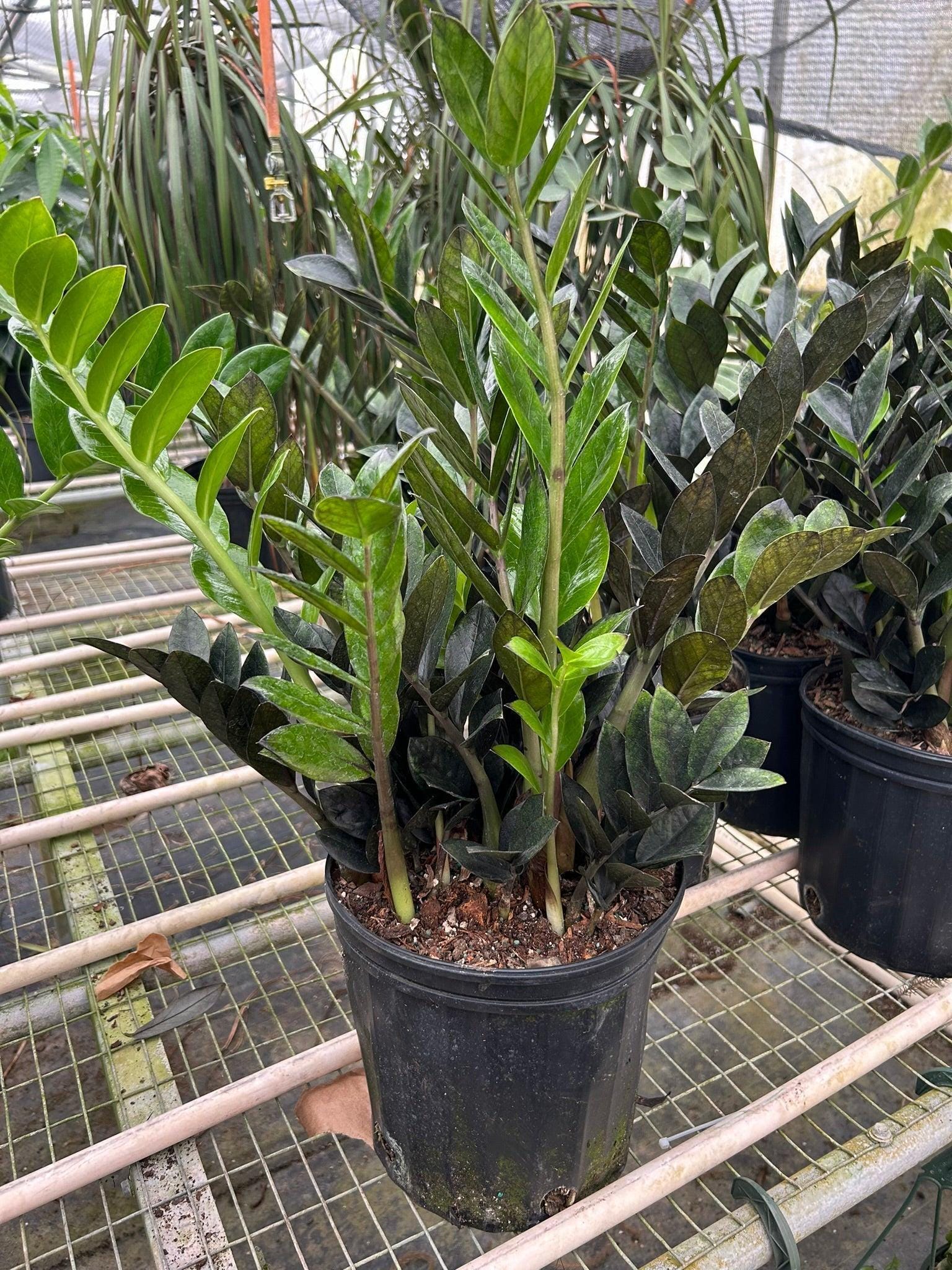 ZZ Zamioculcas 'Black Queen' Indoor Plants Nursery Pot / 8" Pot Austin Jungle Co.