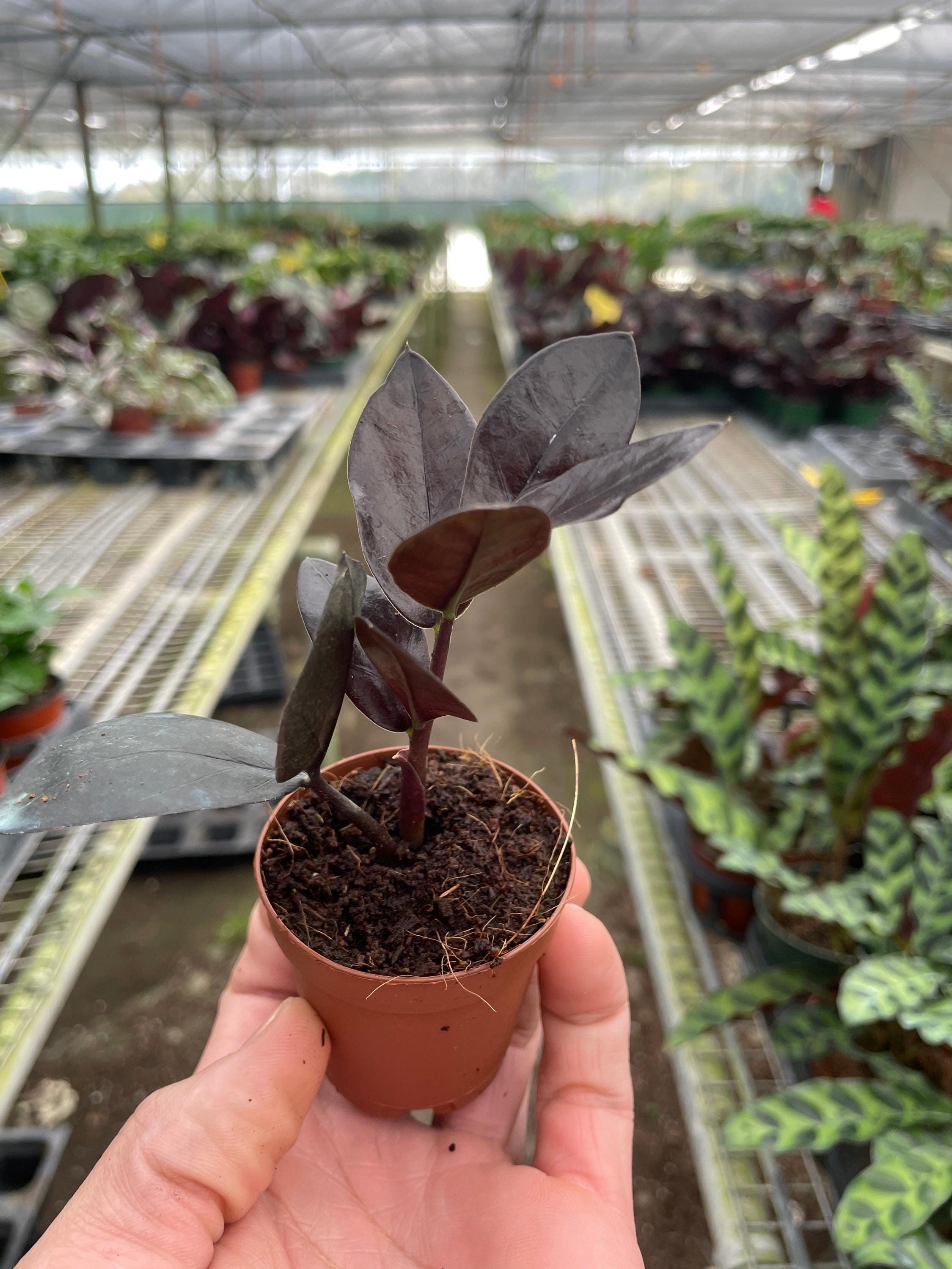 ZZ Zamioculcas 'Black Queen' Indoor Plants Nursery Pot / 2" Pot Austin Jungle Co.