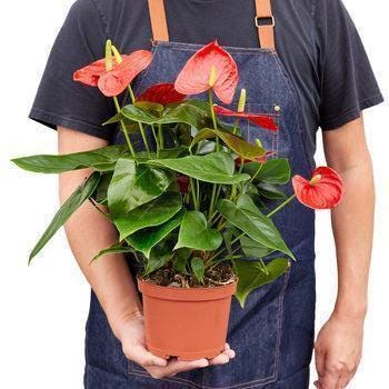 May include: A potted red Anthurium plant with multiple dark green leaves and red spathes. The plant is in a brown plastic pot.