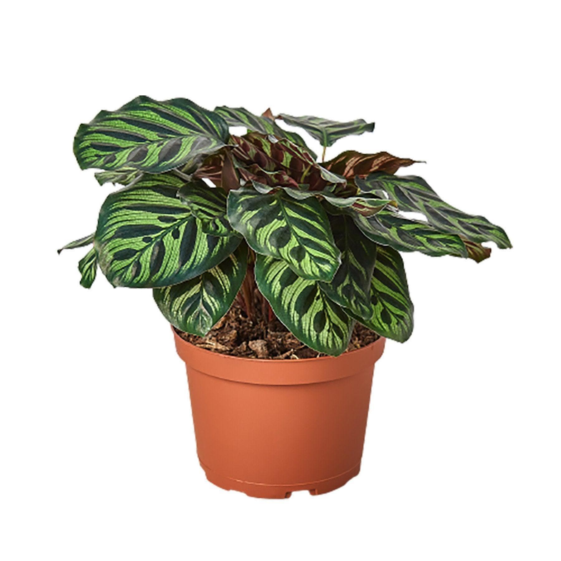 May include: A green and brown Calathea plant in a brown plastic pot. The plant has large, striped leaves with a dark green background and lighter green stripes.