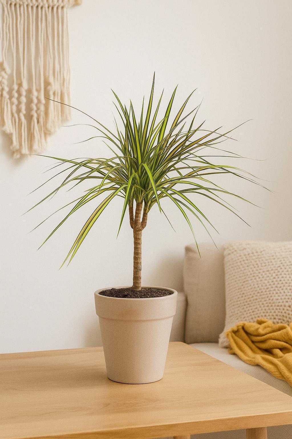 Dracaena Marginata 'Sunshine'