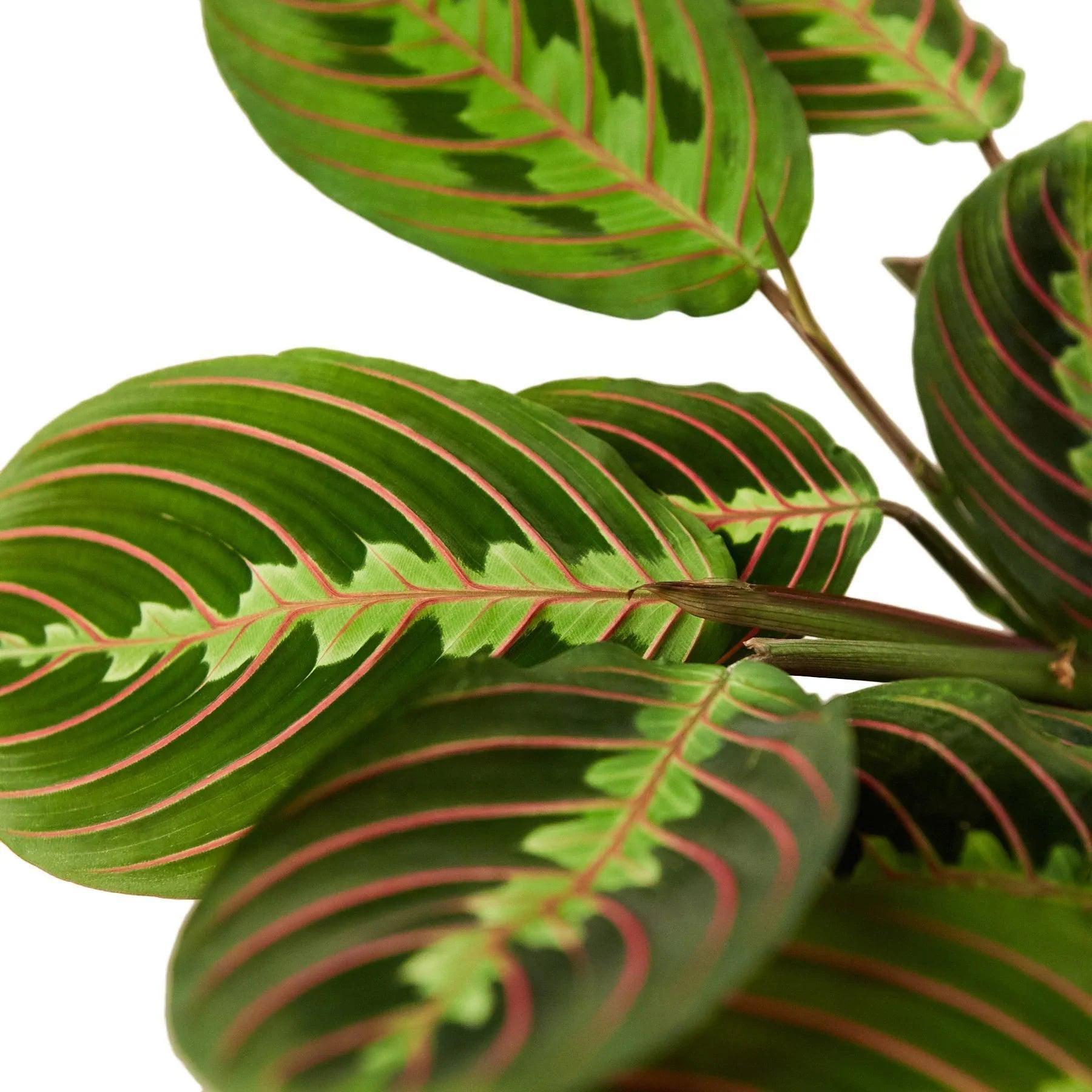 Maranta Red Prayer Plant Indoor Plants 3" Pot / Nursery Pot Austin Jungle Co.