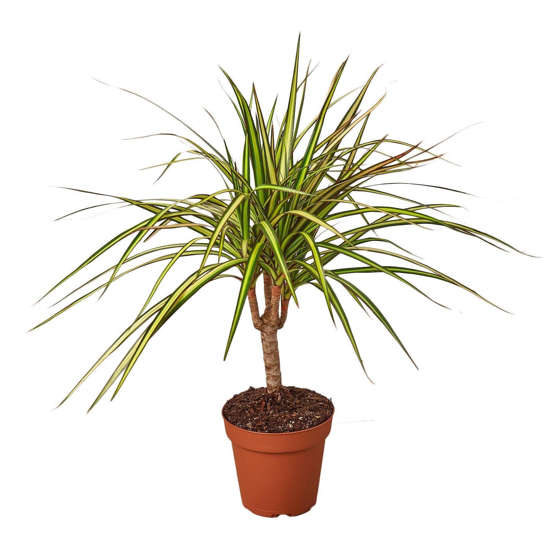 Dracaena Marginata 'Sunshine' Default 4" Pot Austin Jungle Co.