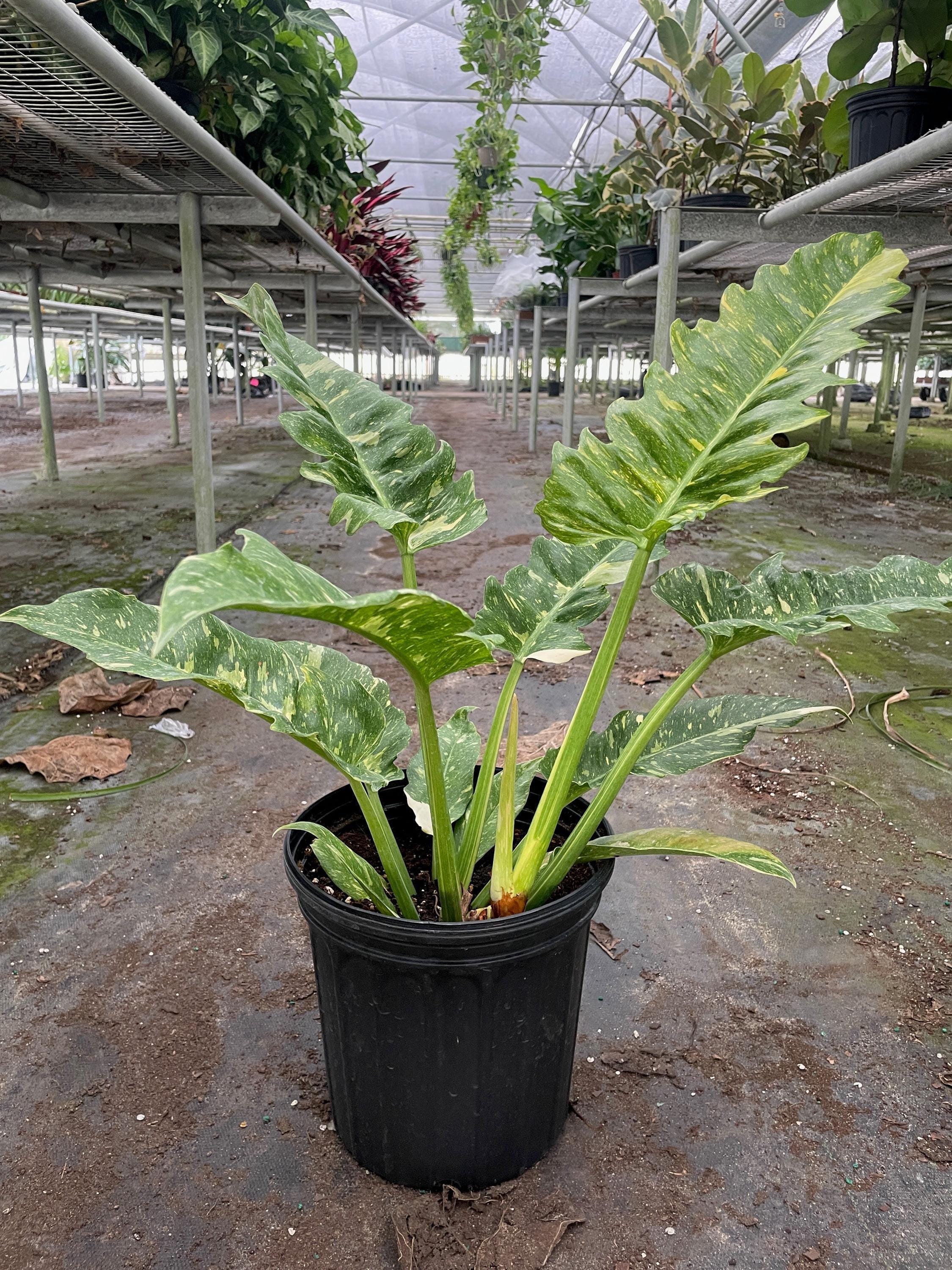 Philodendron Ring of Fire Variegated Indoor Plants 2" Pot Austin Jungle Co.