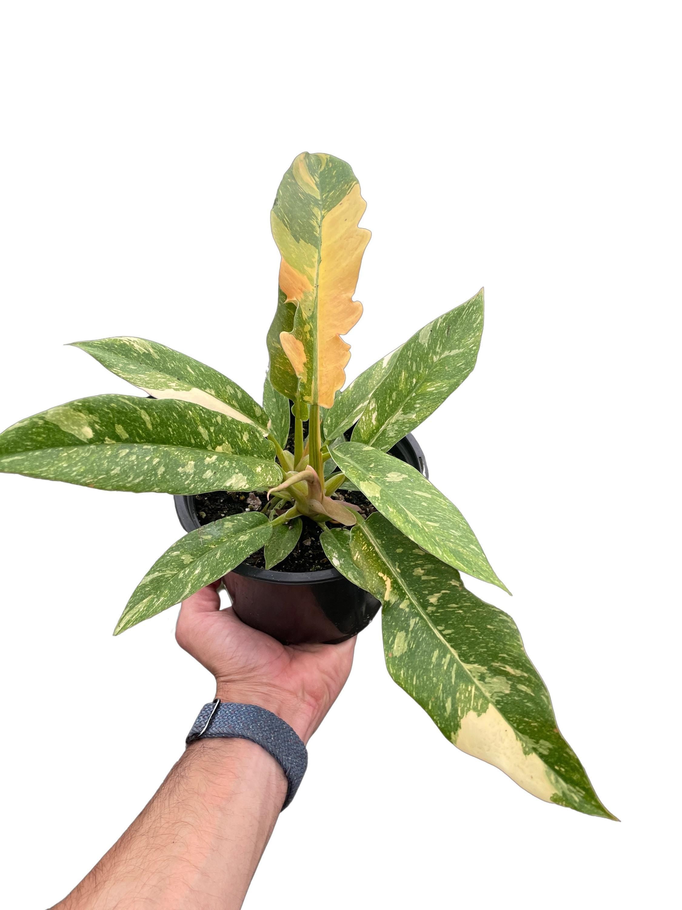 Philodendron Ring of Fire Variegated