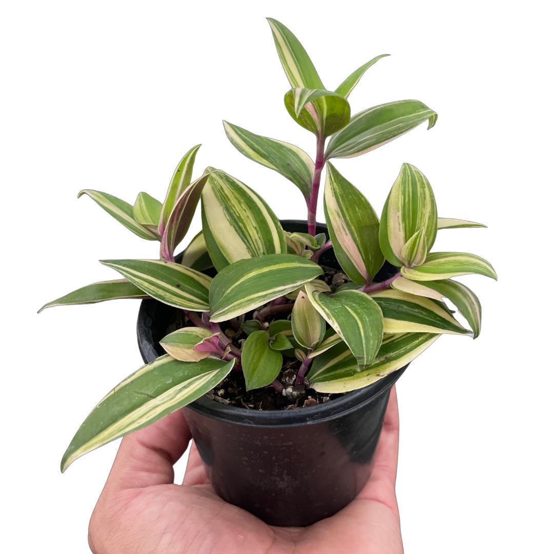 Tradescantia 'Tricolor'