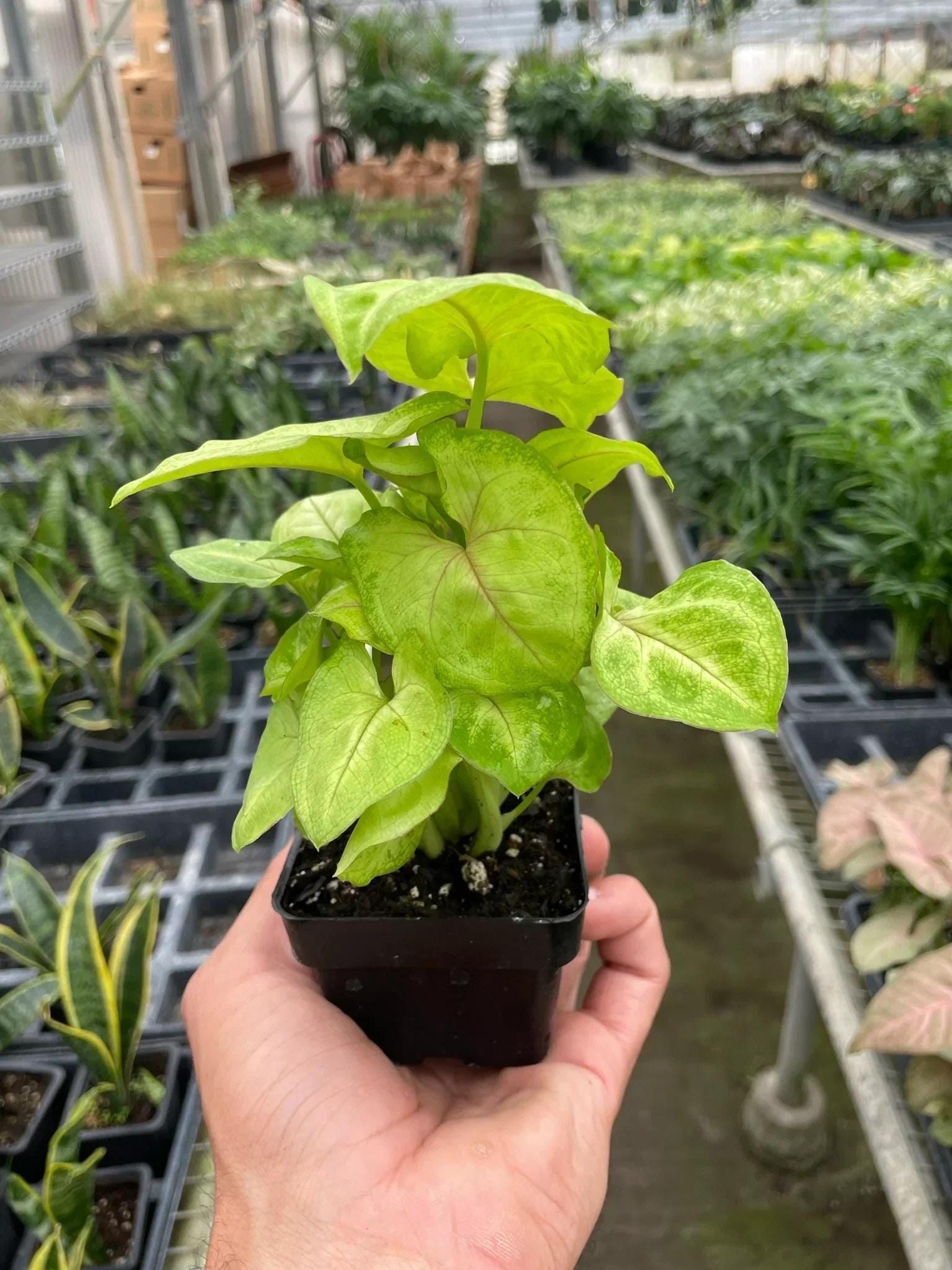 Syngonium Gold - 4" Pot Indoor Plants 4" Pot Austin Jungle Co.