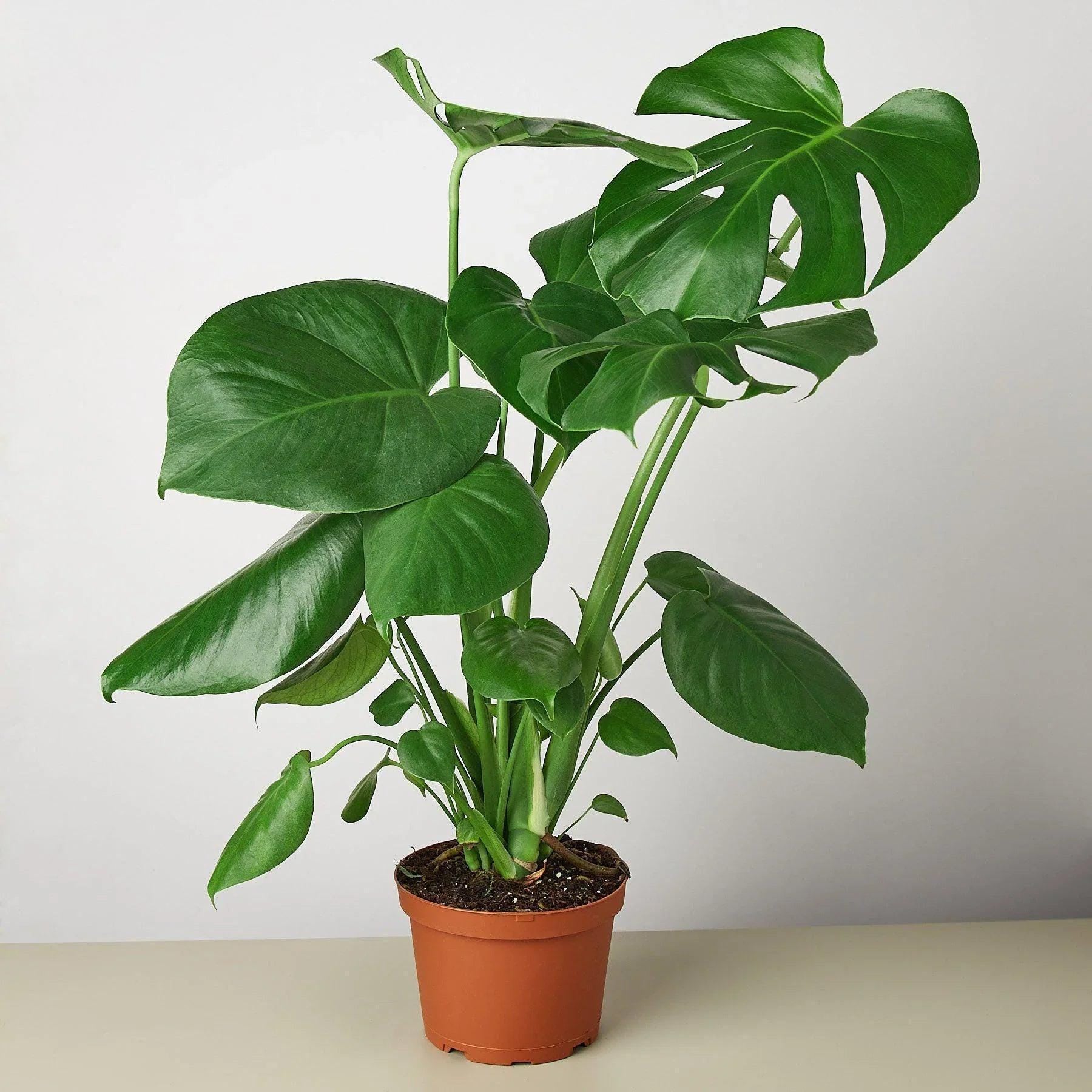 Monstera Deliciosa Split-Leaf Indoor Plants 6" Pot / Nursery Pot Austin Jungle Co.