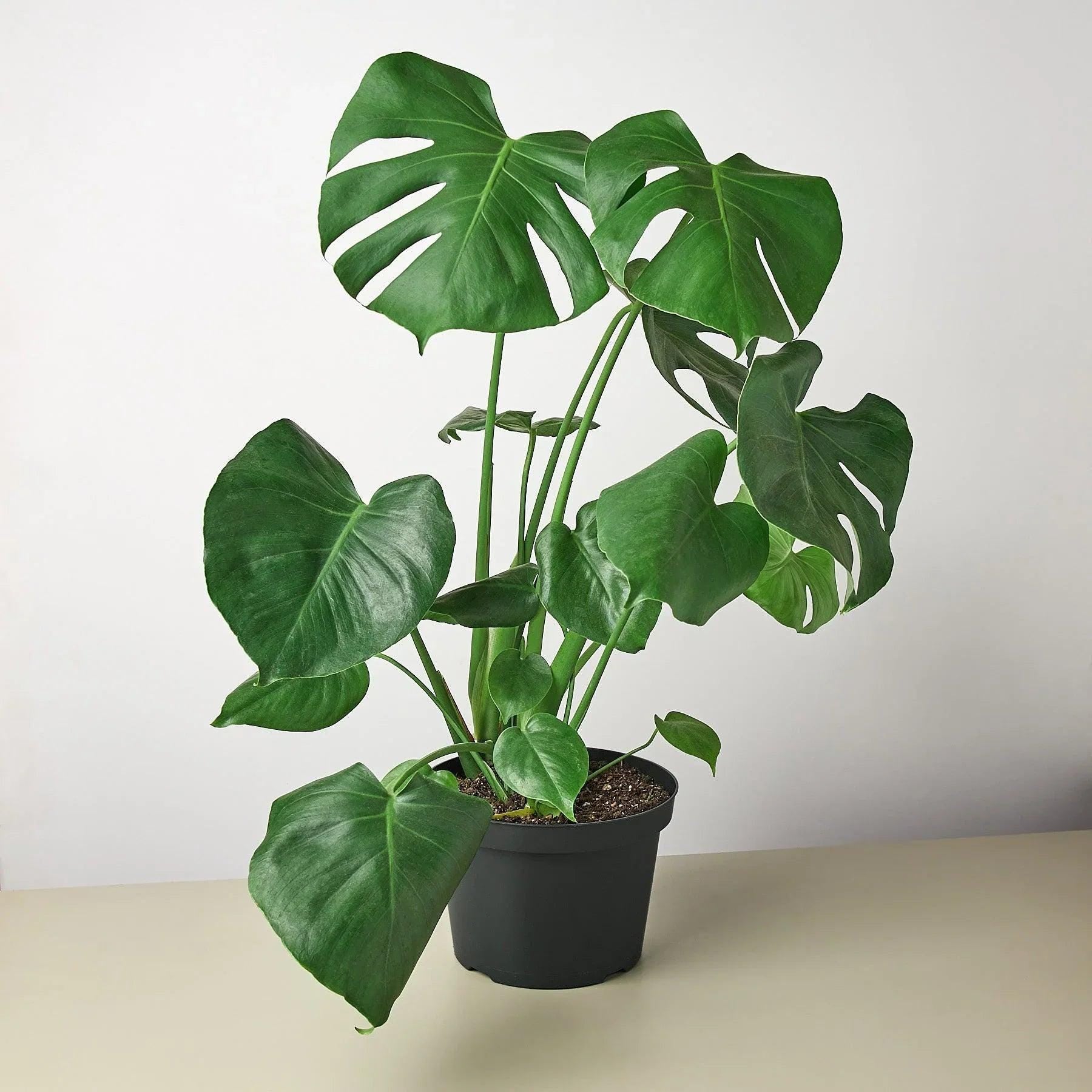 Monstera Deliciosa Split-Leaf Indoor Plants 8" Pot / Nursery Pot Austin Jungle Co.