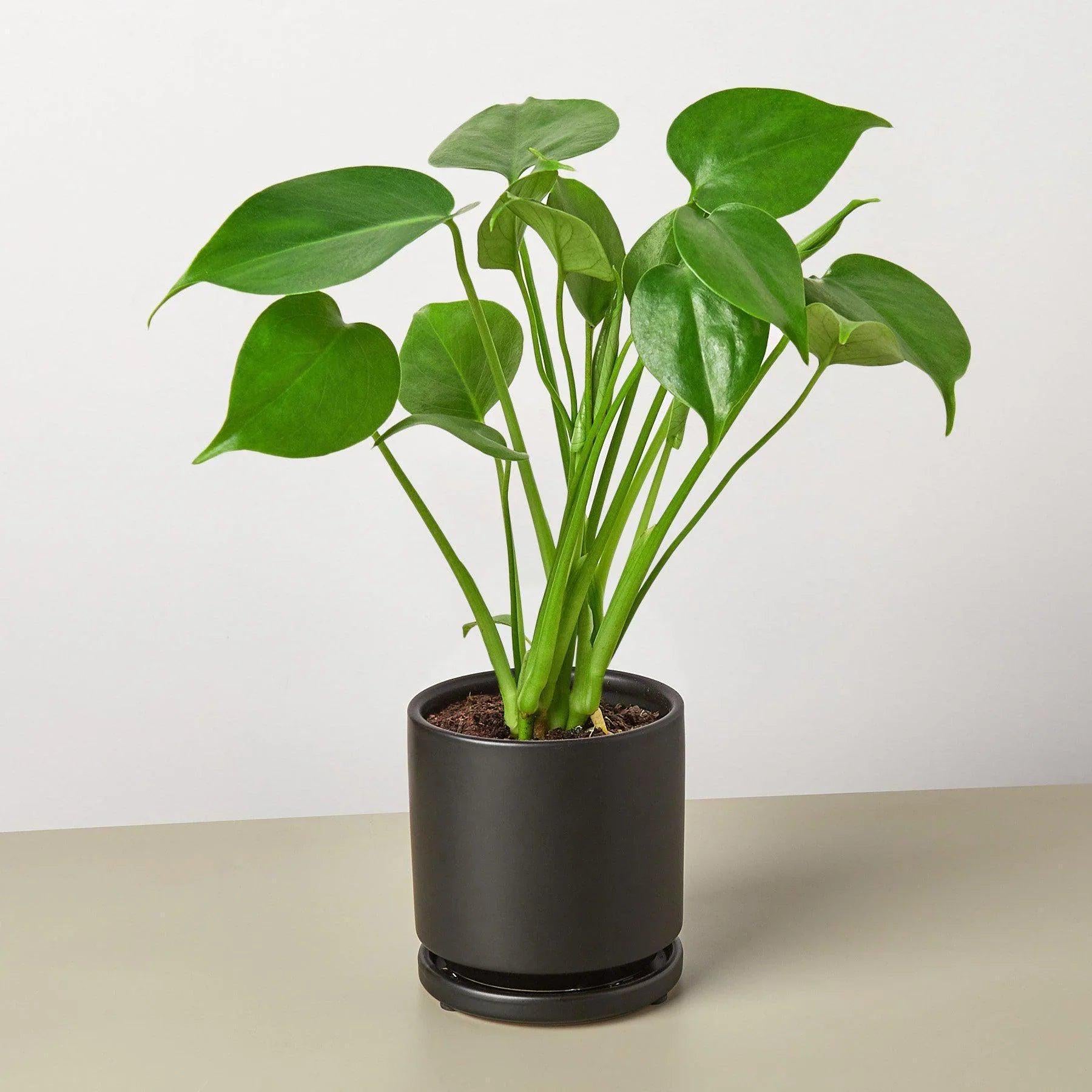 Monstera Deliciosa Split-Leaf Indoor Plants 2" Pot / Nursery Pot Austin Jungle Co.