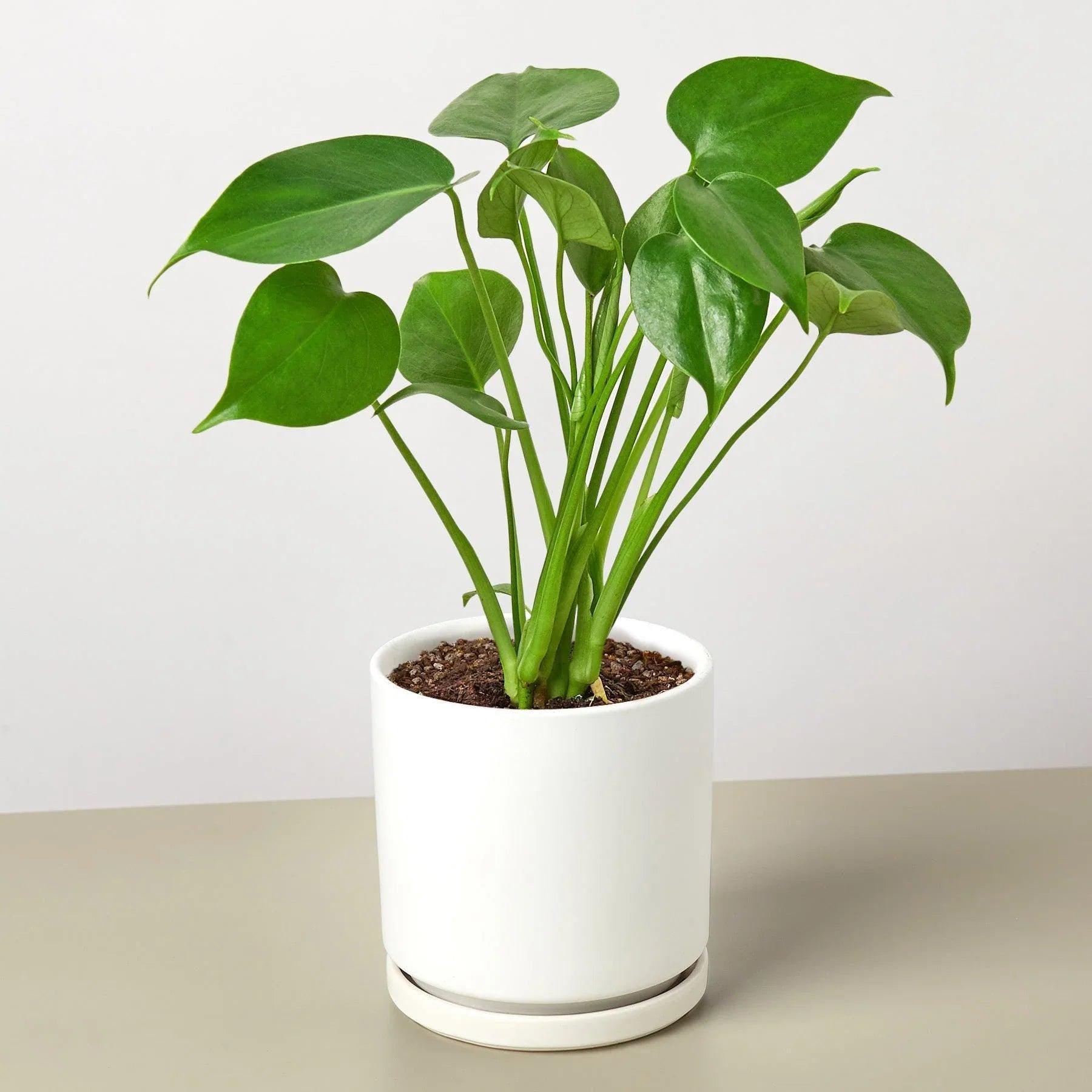 Monstera Deliciosa Split-Leaf Indoor Plants 2" Pot / Nursery Pot Austin Jungle Co.