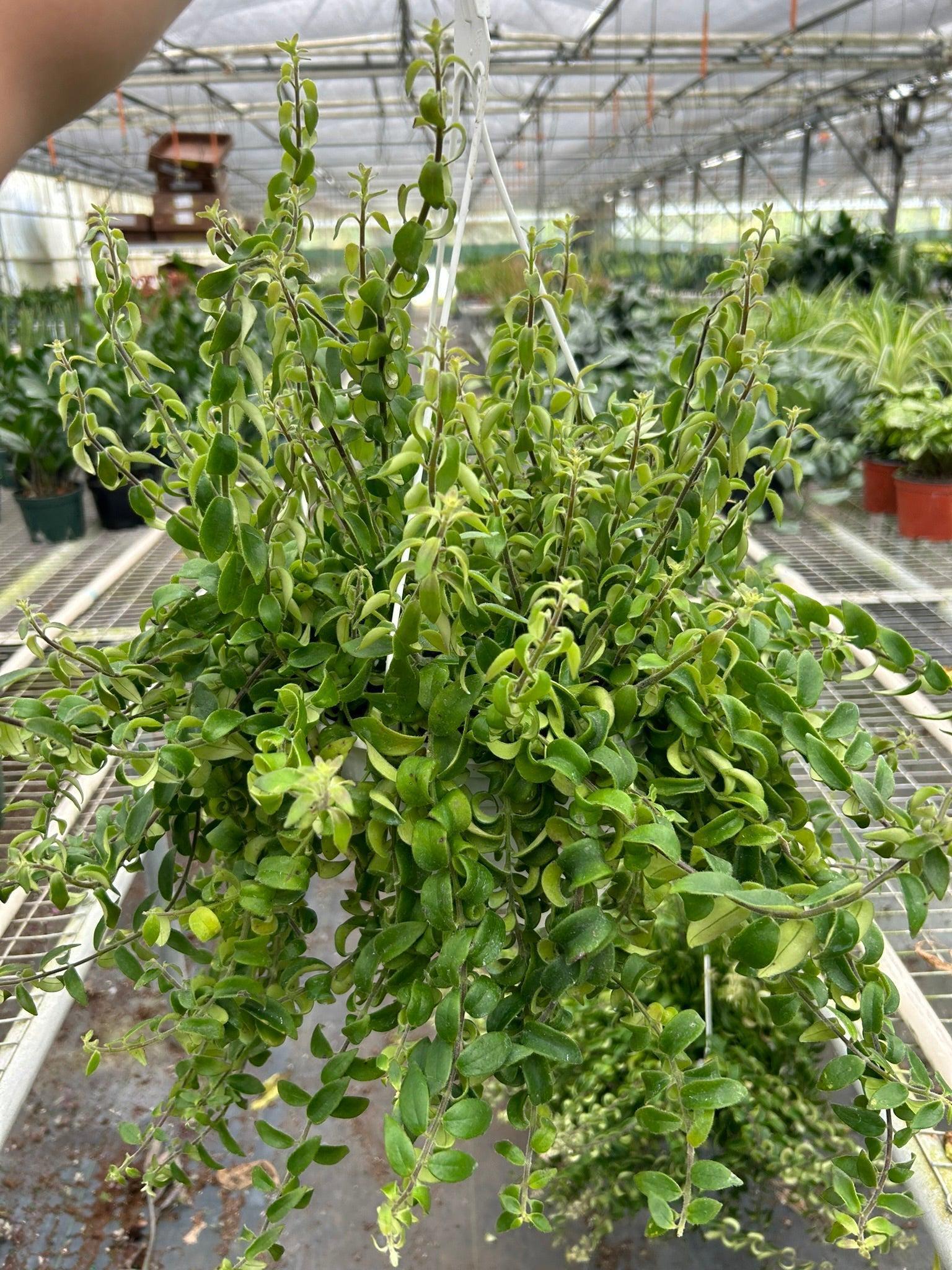 Curly Lipstick Plant Indoor Plants 3" Pot Austin Jungle Co.