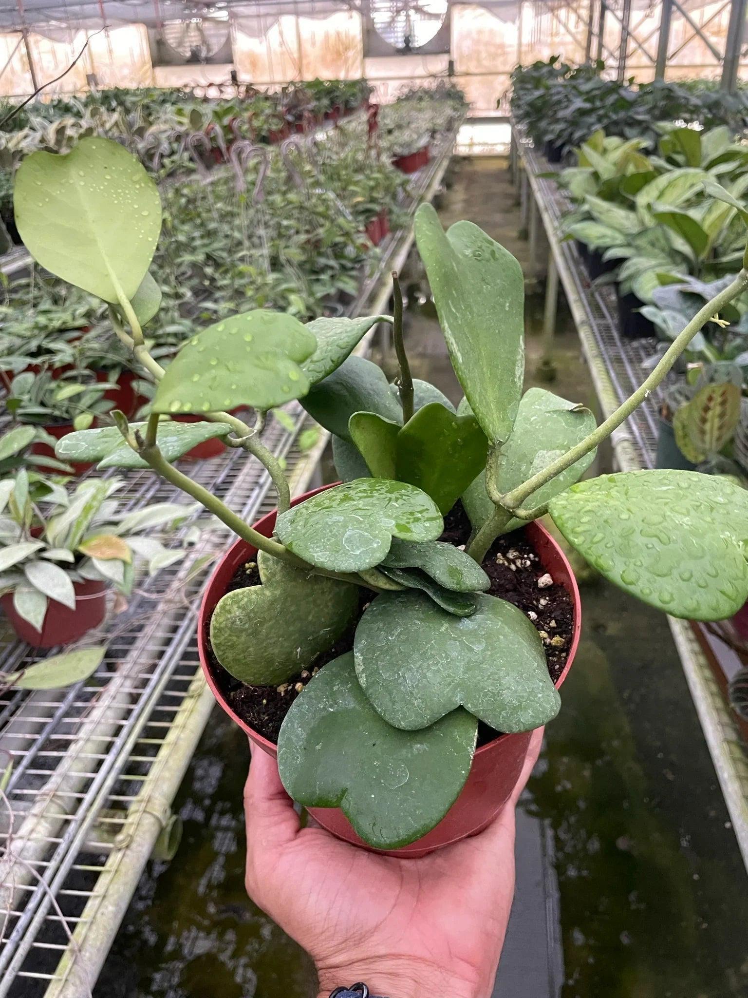 Hoya Sweetheart 4" Plant 3" Pot / Single Austin Jungle Co.