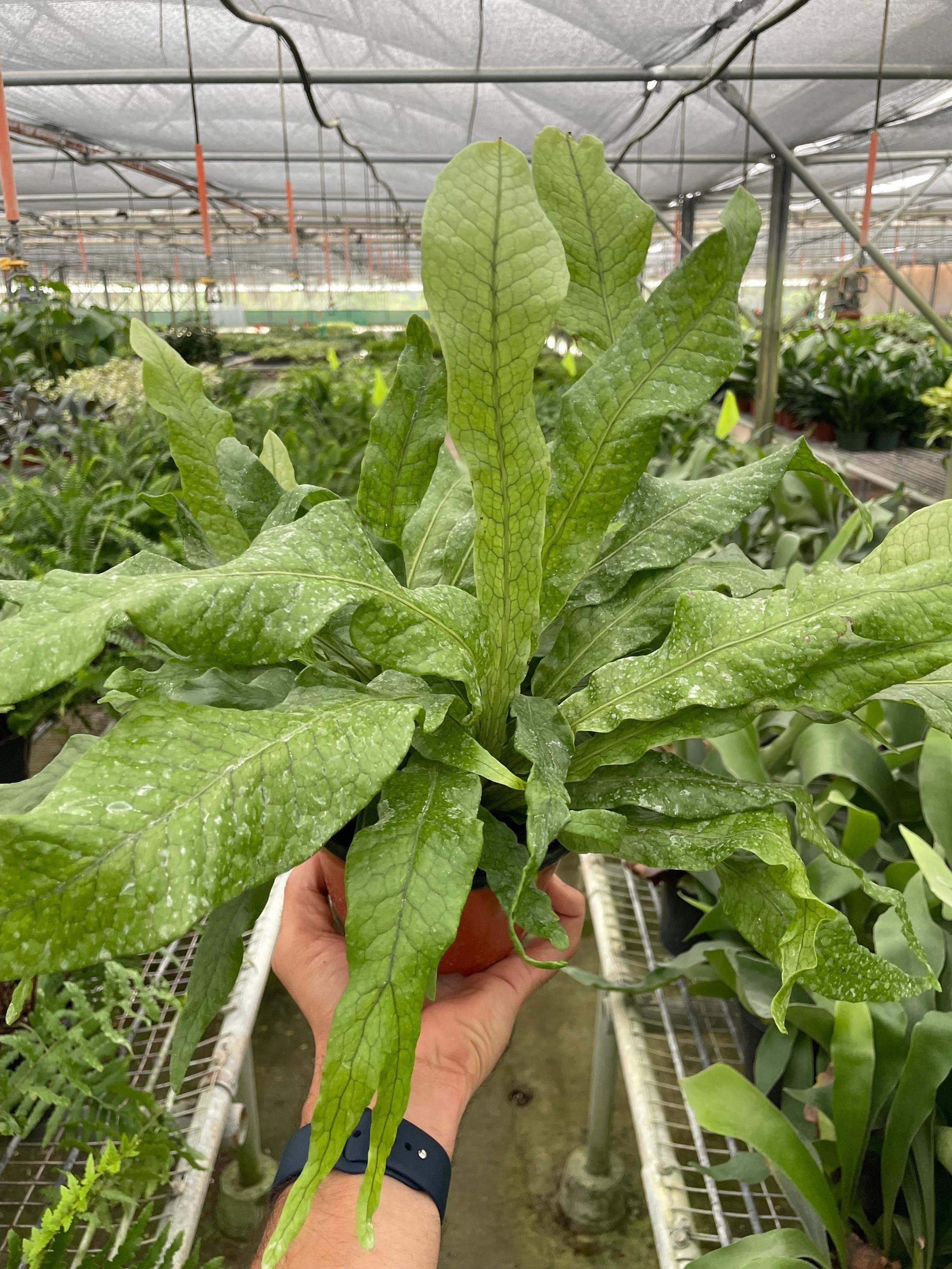 Fern 'Crocodile' Indoor Plants 4" Pot Austin Jungle Co.