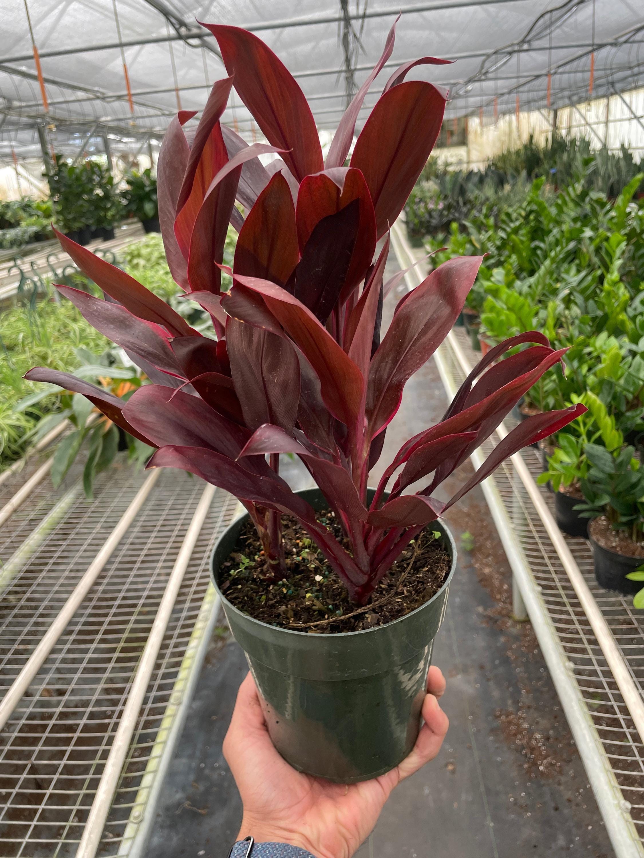 Cordyline 'Calypso Queen' Indoor Plants 3" Pot Austin Jungle Co.