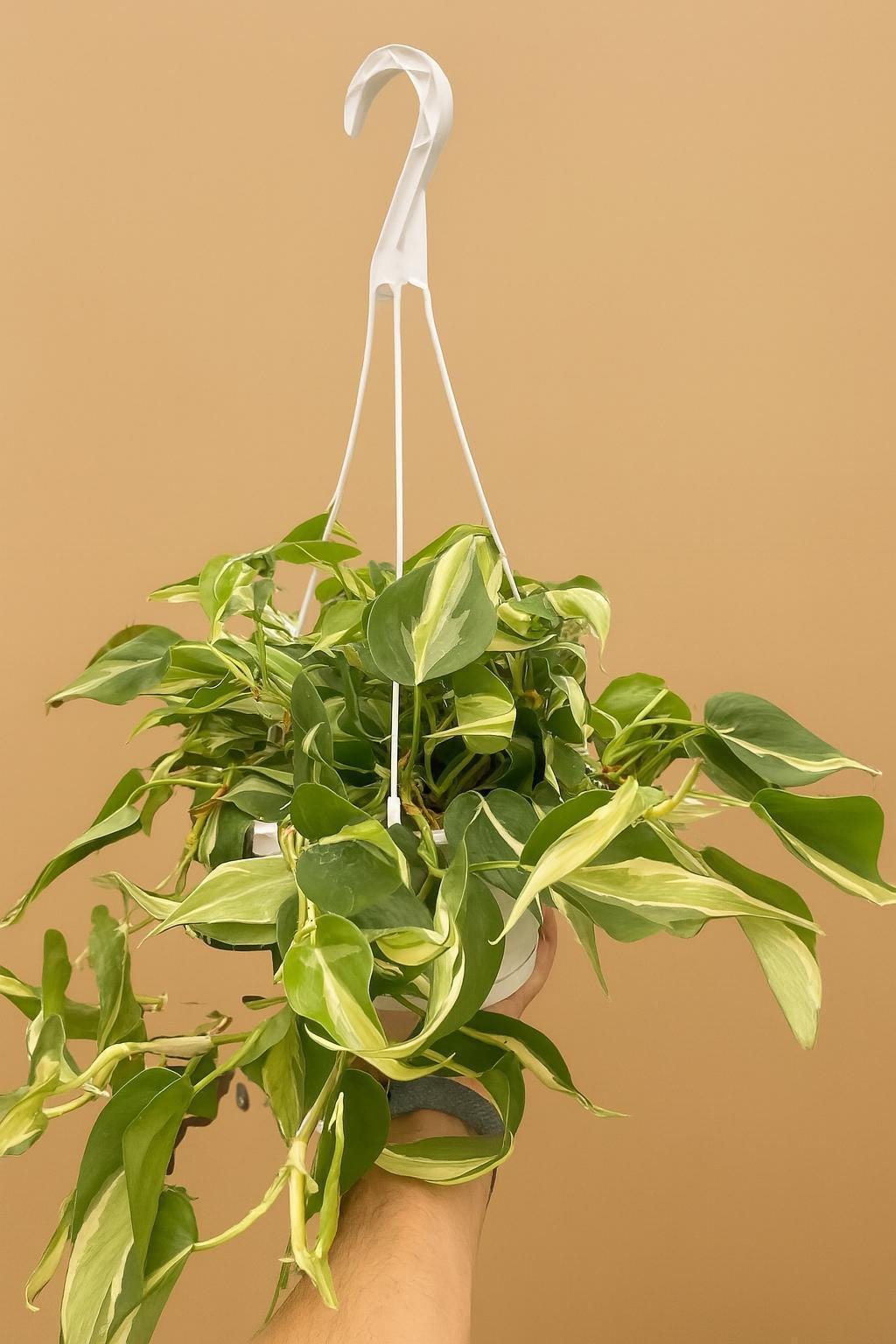 Philodendron 'Silver Stripe'