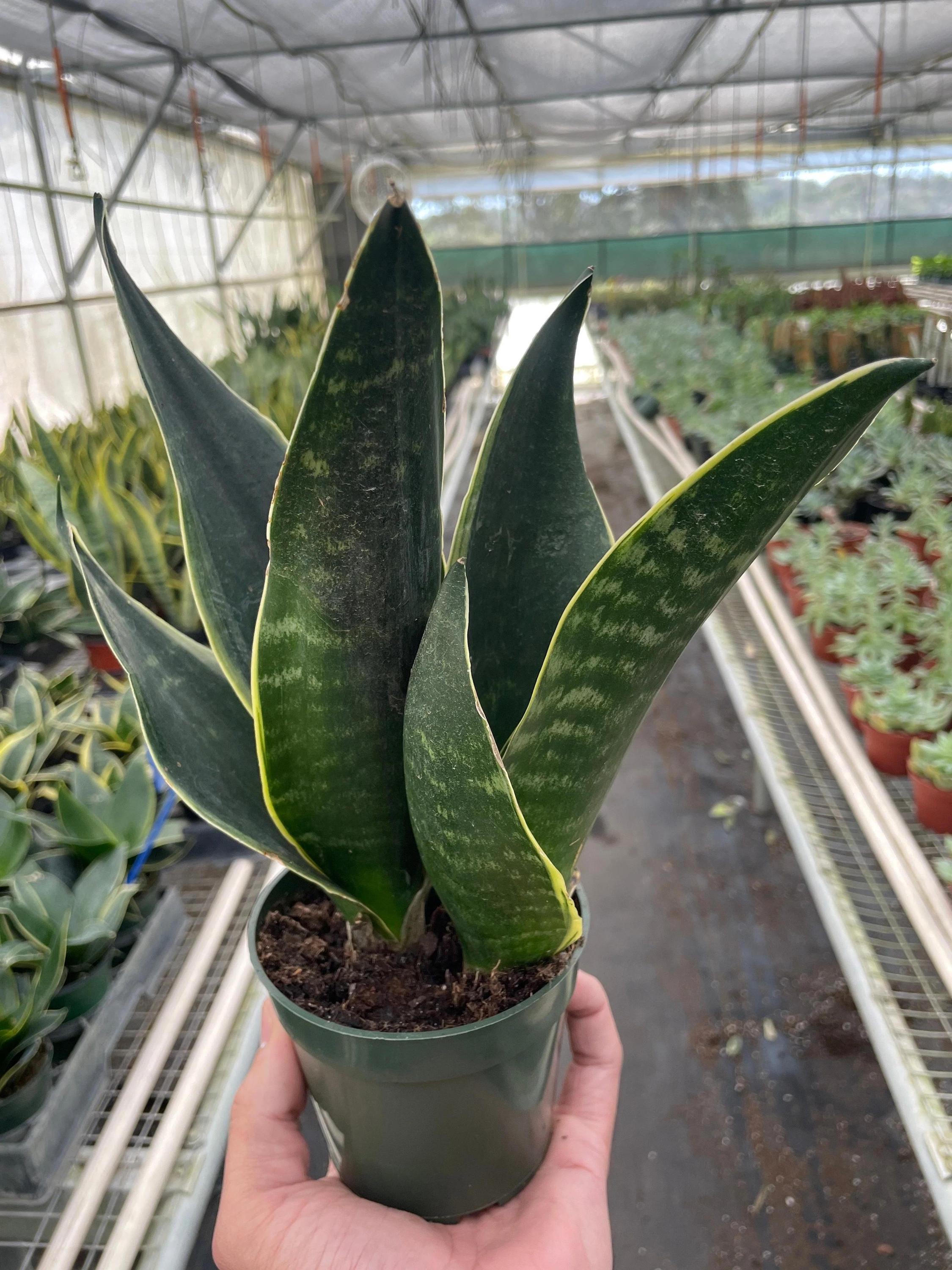 Snake 'Fabi' 4" Pot Austin Jungle Co.