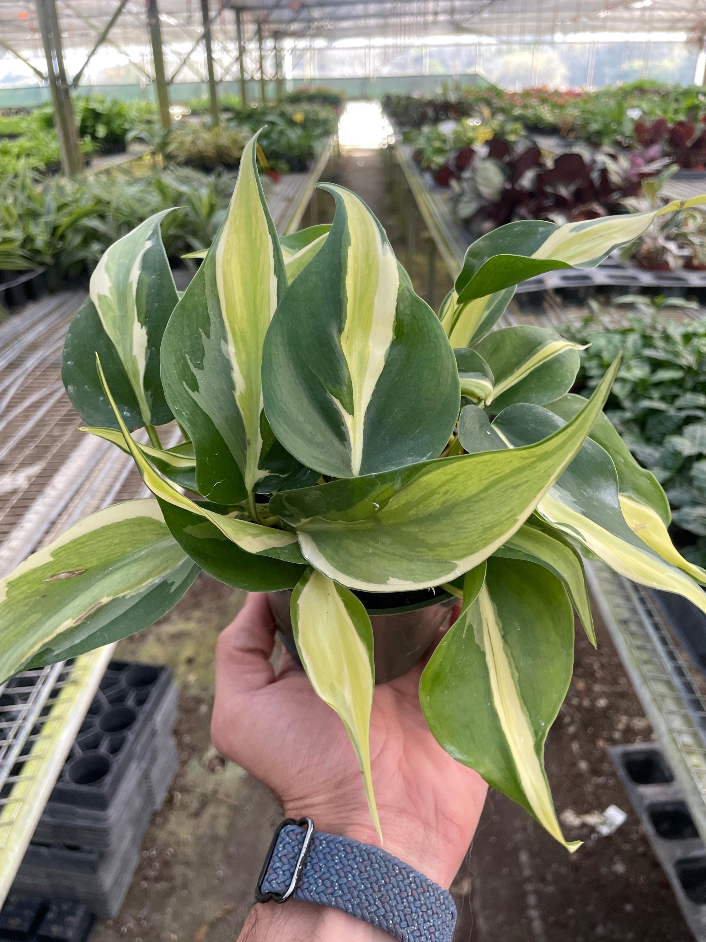 Philodendron 'Silver Stripe' Indoor Plants 4" Pot Austin Jungle Co.