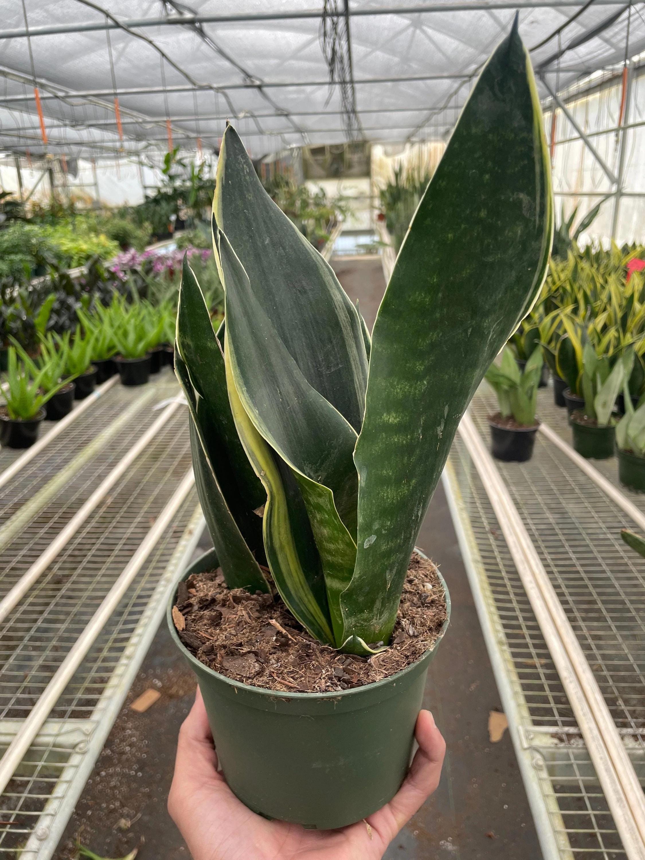 Snake 'Fabi' 4" Pot Austin Jungle Co.