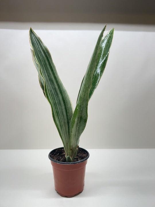 Snake Plant 'Sayuri' Indoor Plants 4" Pot Austin Jungle Co.
