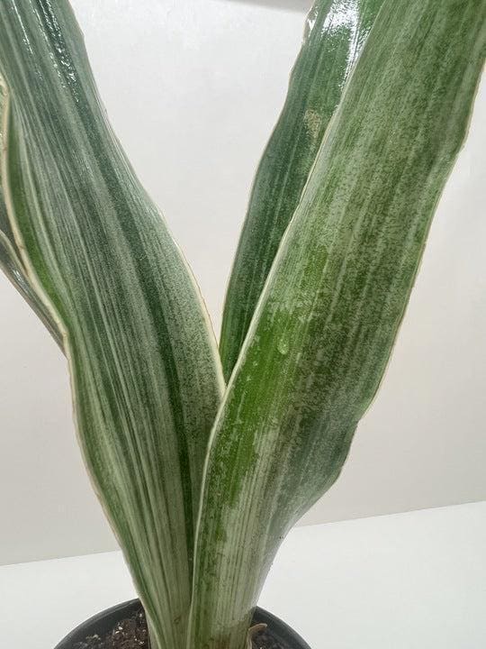 Snake Plant 'Sayuri' Indoor Plants 4" Pot Austin Jungle Co.