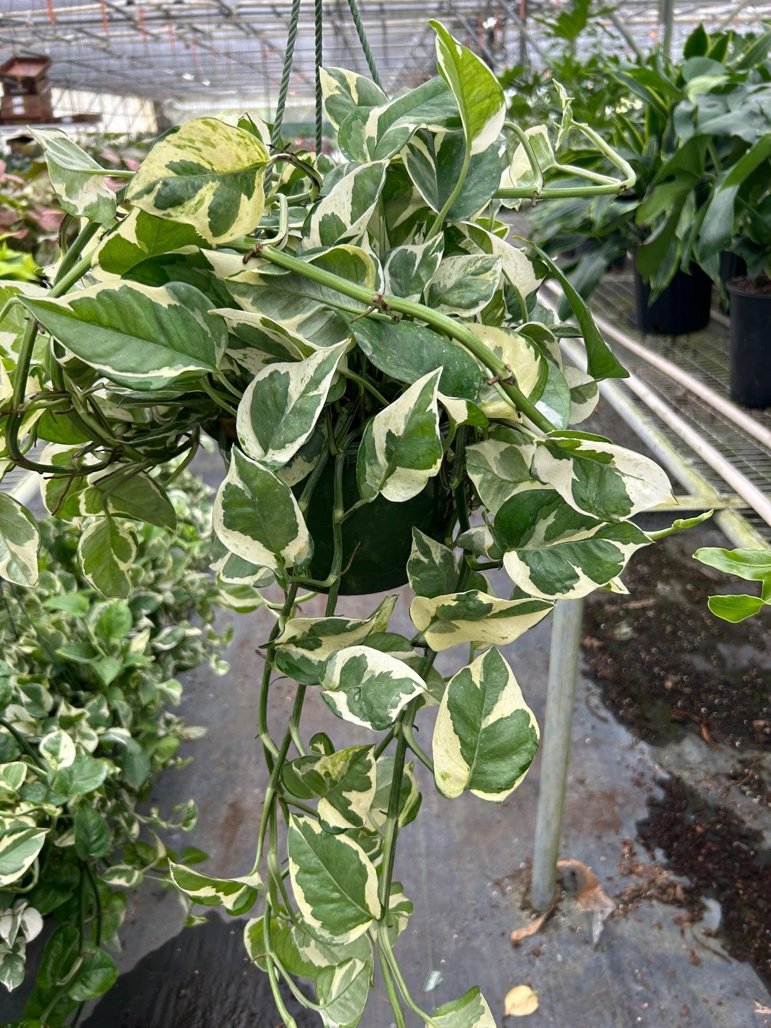 Pothos 'N'joy' Indoor Plants 8" Pot / Nursery Pot Austin Jungle Co.