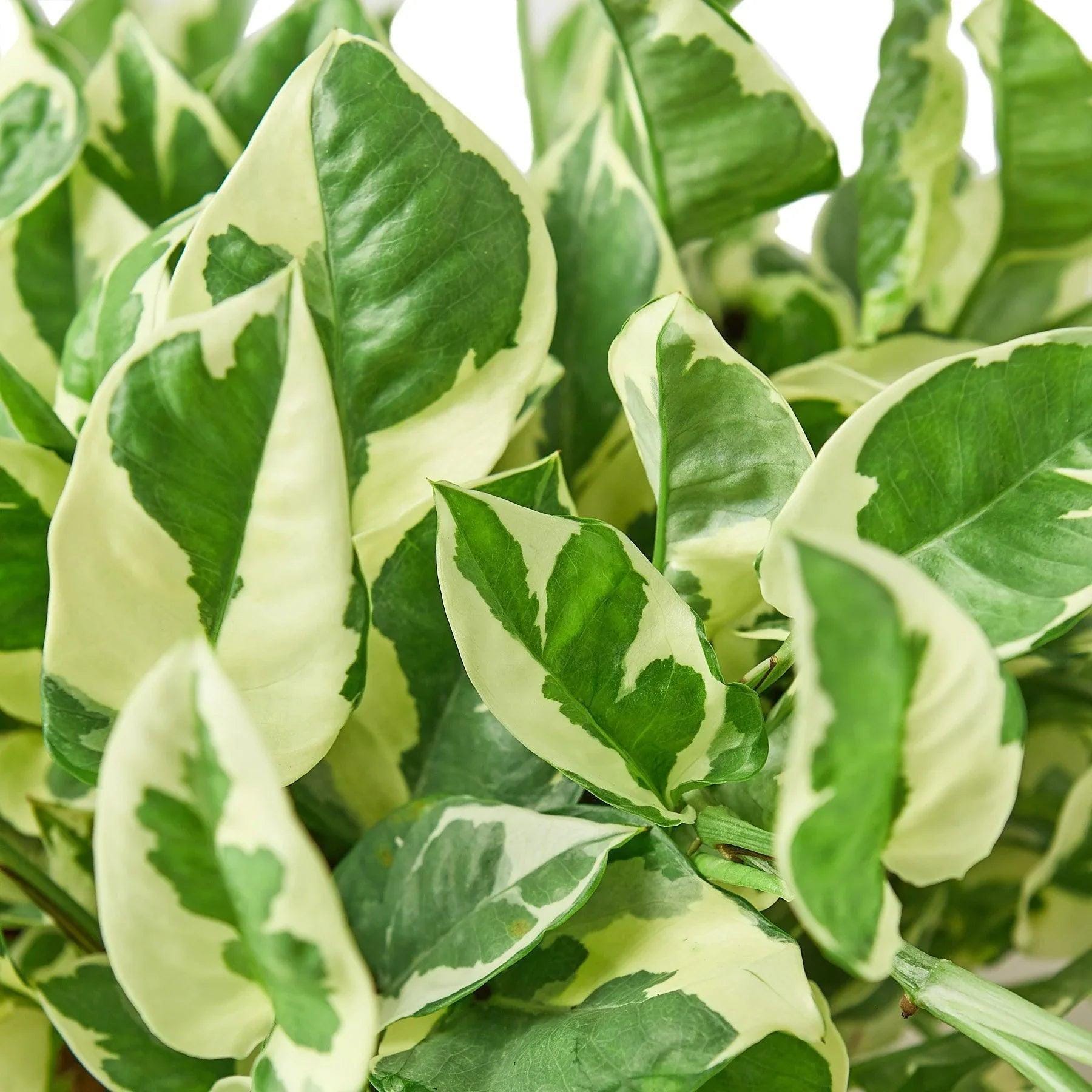 Pothos 'N'joy' Indoor Plants 3" Pot / Nursery Pot Austin Jungle Co.
