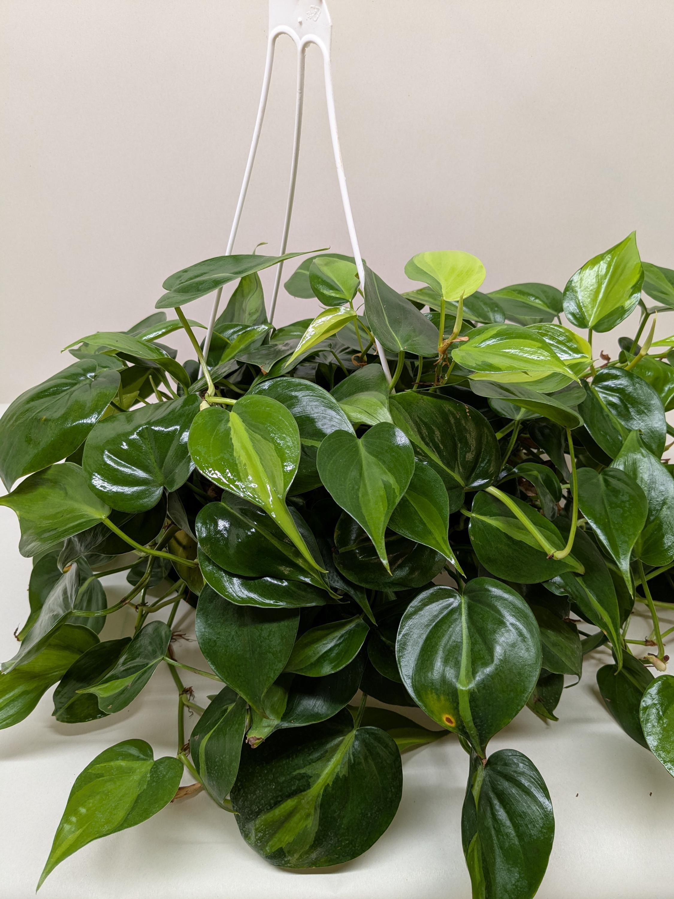 Philodendron 'Brasil' Indoor Plants 3" Pot / Nursery Pot Austin Jungle Co.