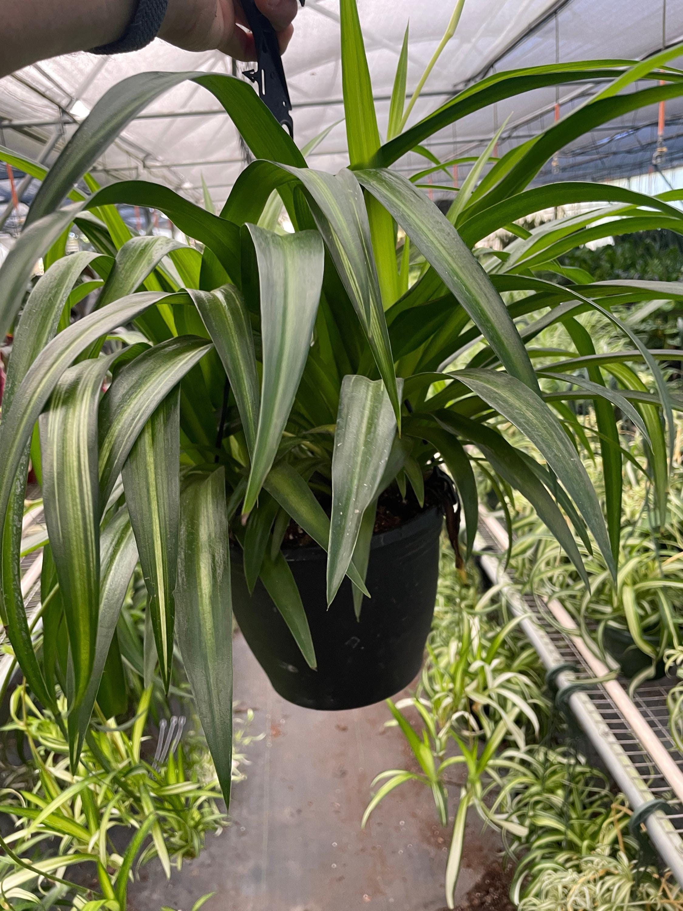 Spider Plant Hawaiian 4" Plant 4" Pot Austin Jungle Co.