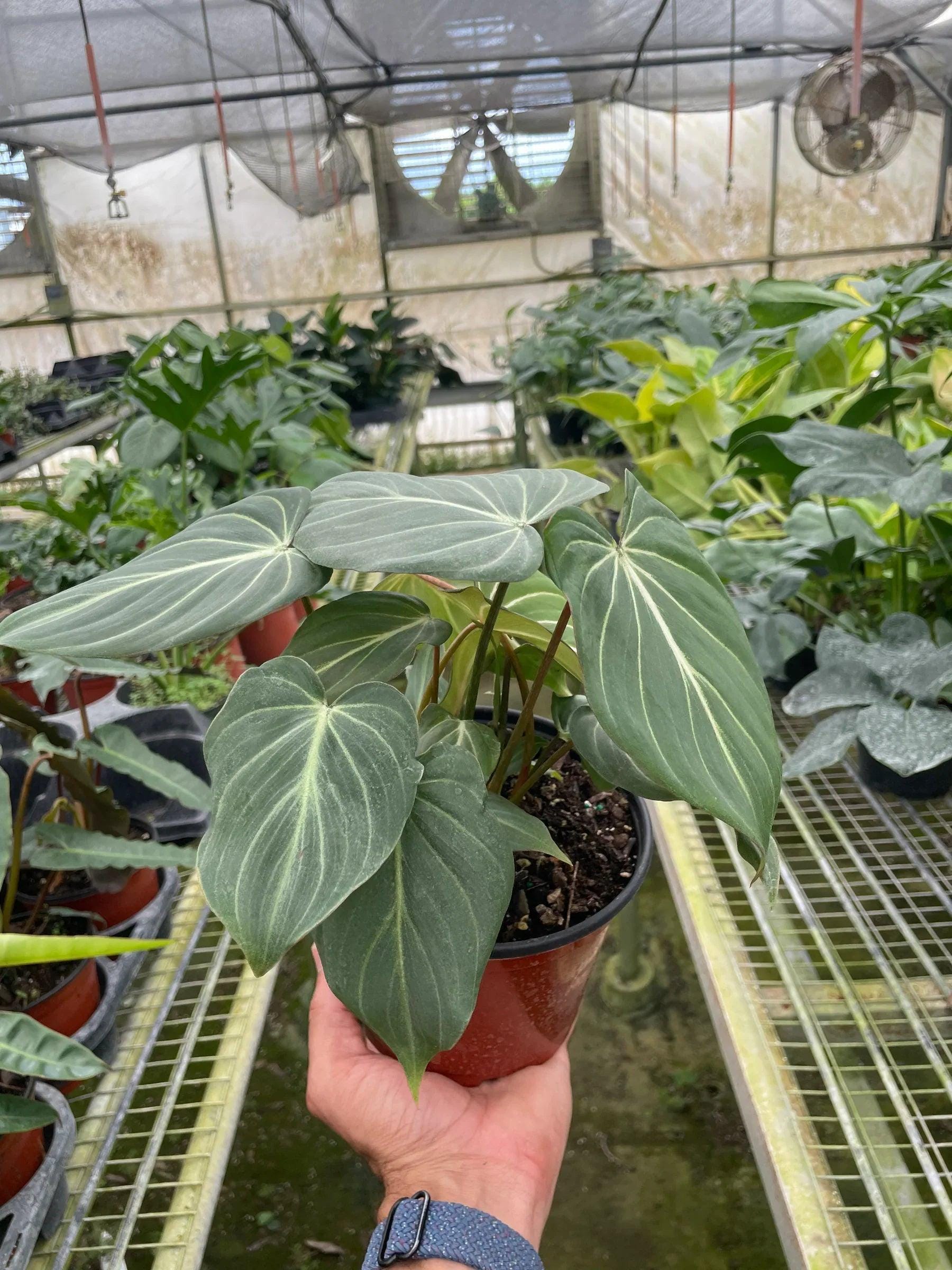 Philodendron Gloriosum Indoor Plants 2" Pot Austin Jungle Co.