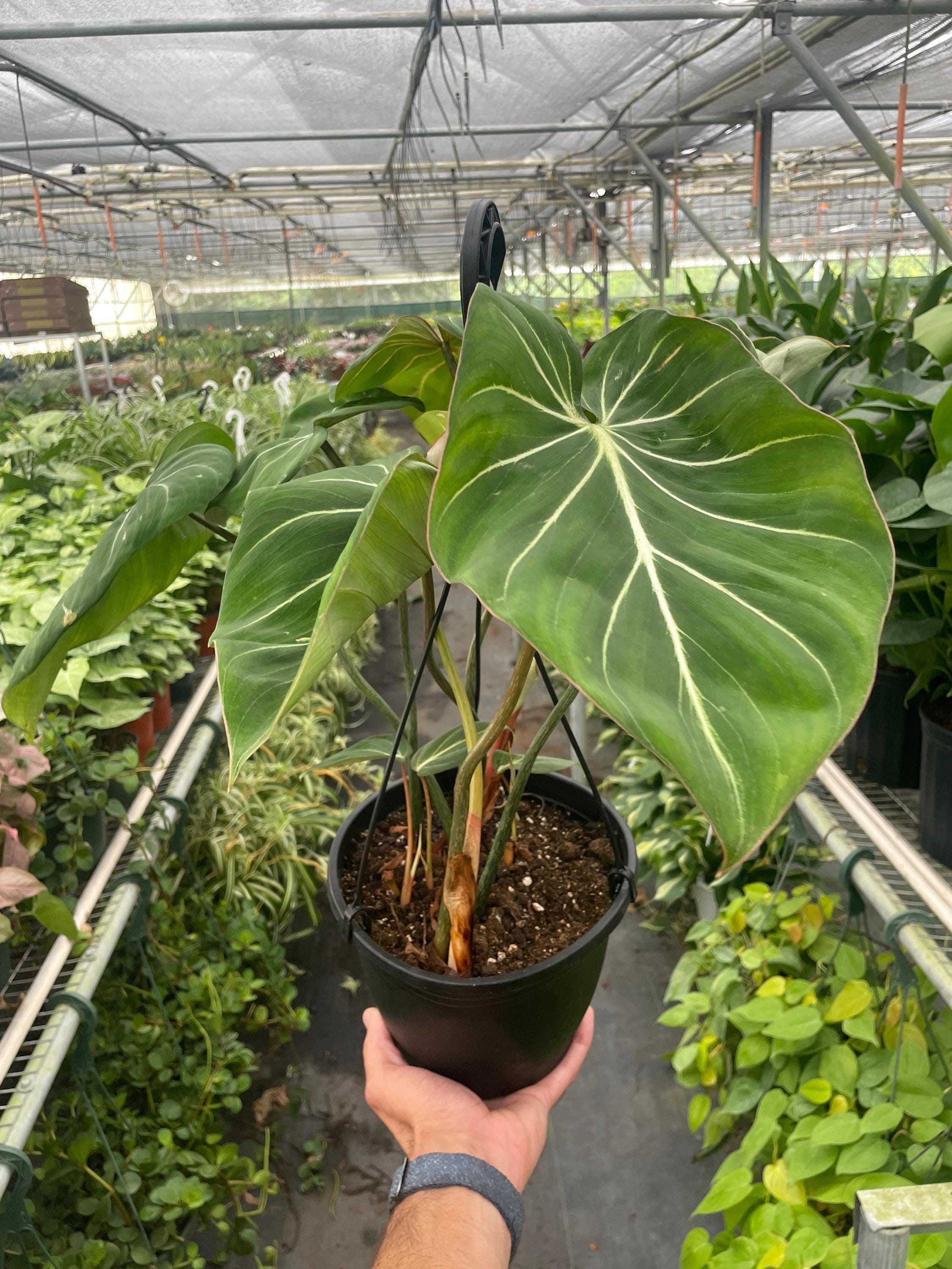 Philodendron Gloriosum Indoor Plants 2" Pot Austin Jungle Co.
