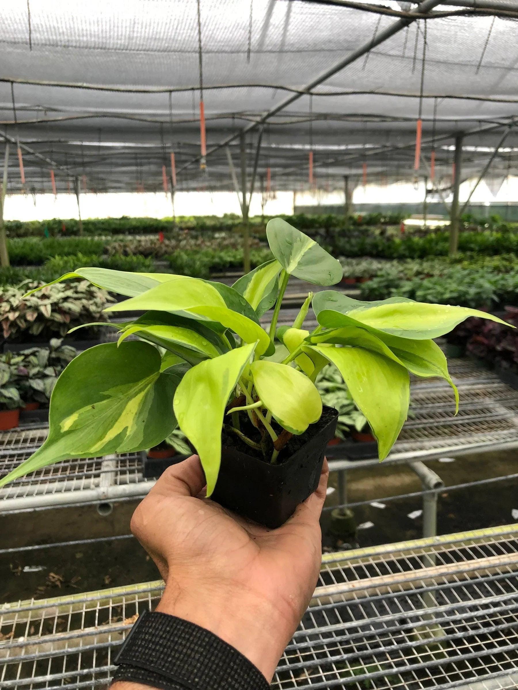 Philodendron 'Brasil' Indoor Plants 3" Pot / Nursery Pot Austin Jungle Co.