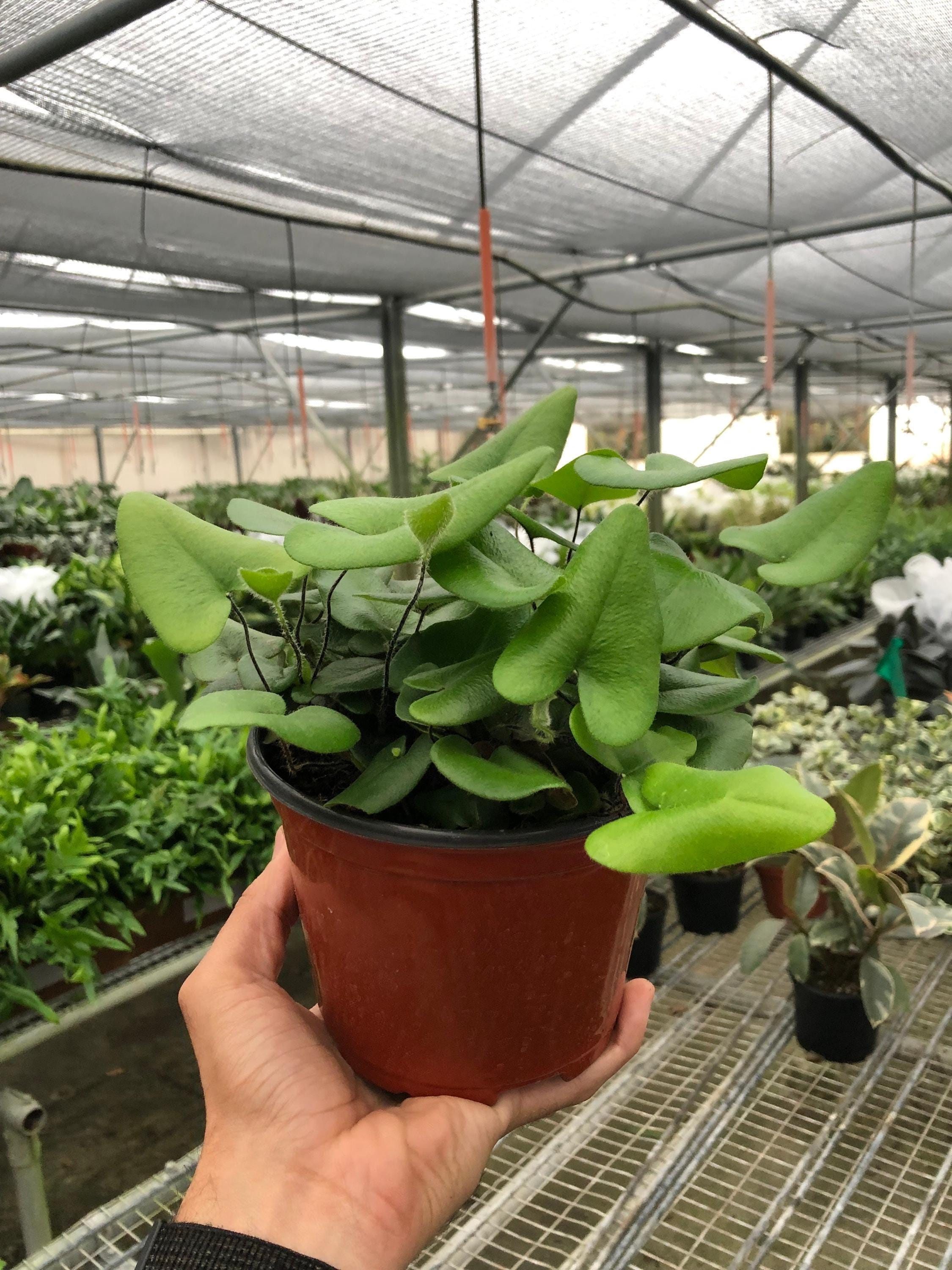 Fern 'Heart' 4" Plant 4" Pot Austin Jungle Co.