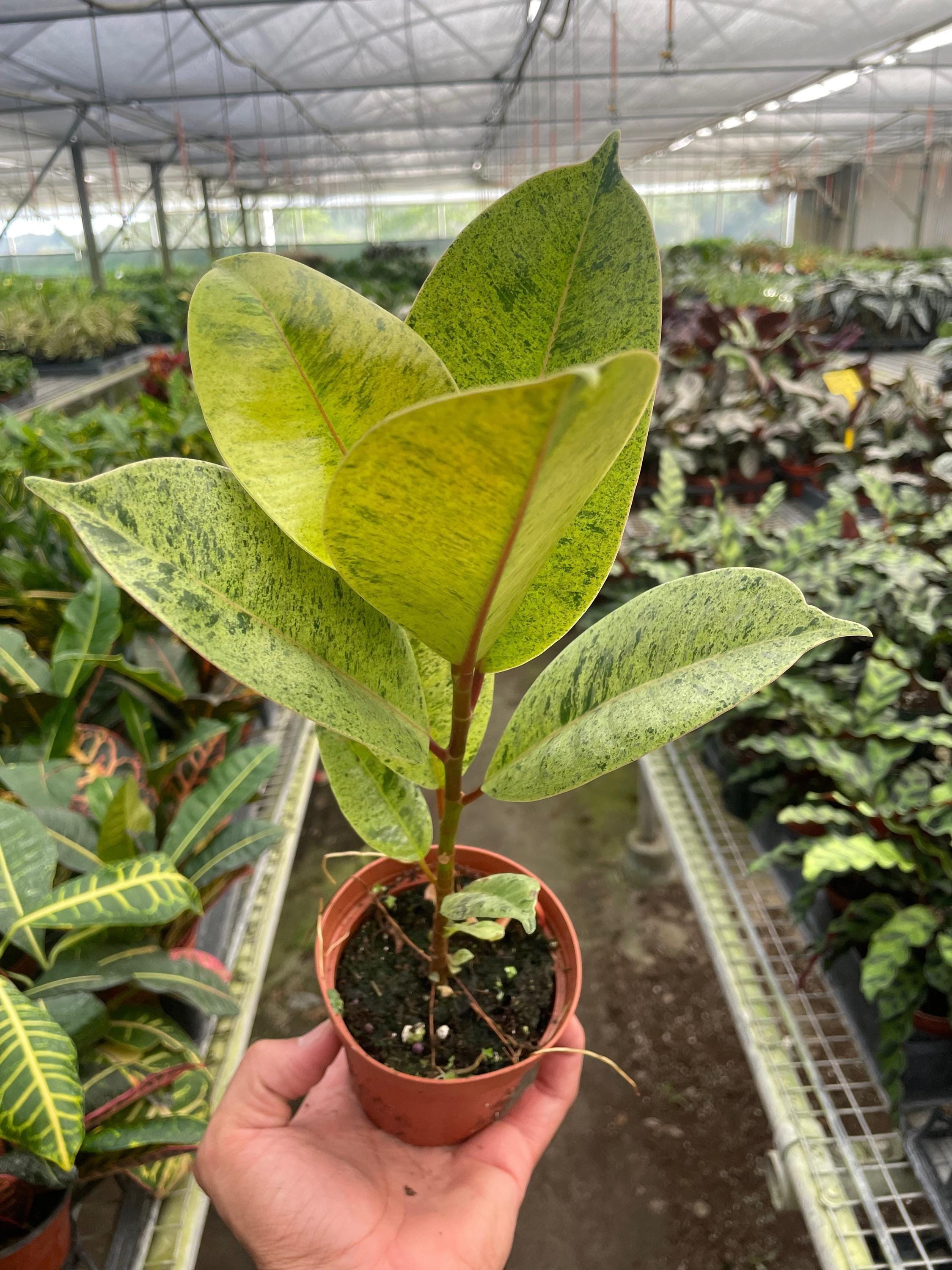 Ficus 'shivereana' (Moonshine) 2" Pot Austin Jungle Co.