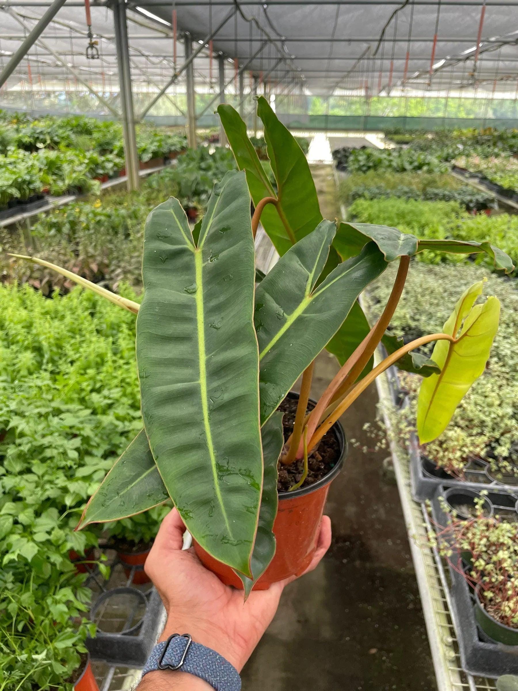 Philodendron 'Billietiae' Indoor Plants 2" Pot Austin Jungle Co.