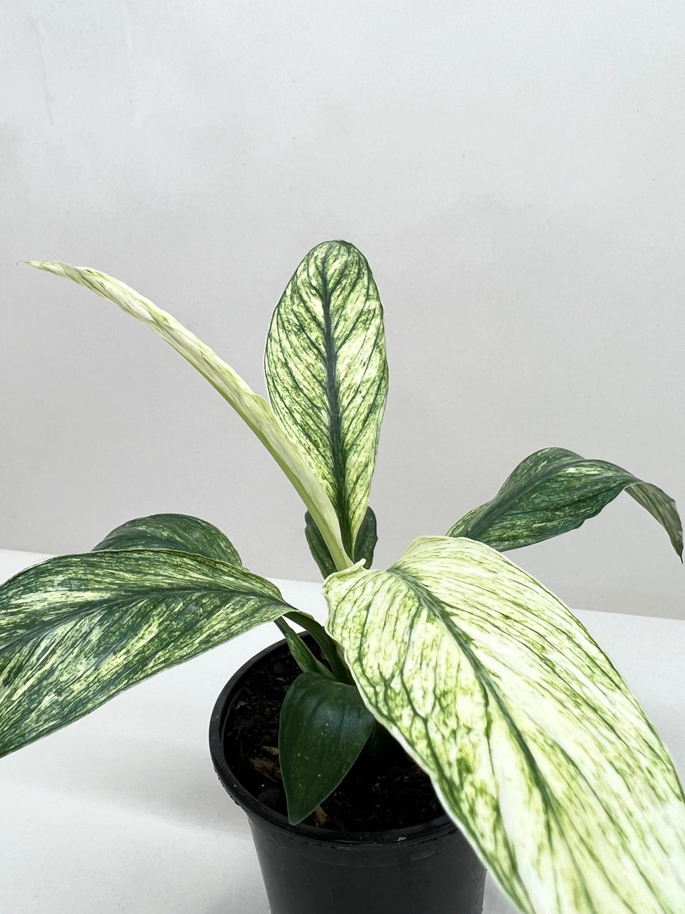 Spathiphyllum Jessica Default 4" Pot Austin Jungle Co.