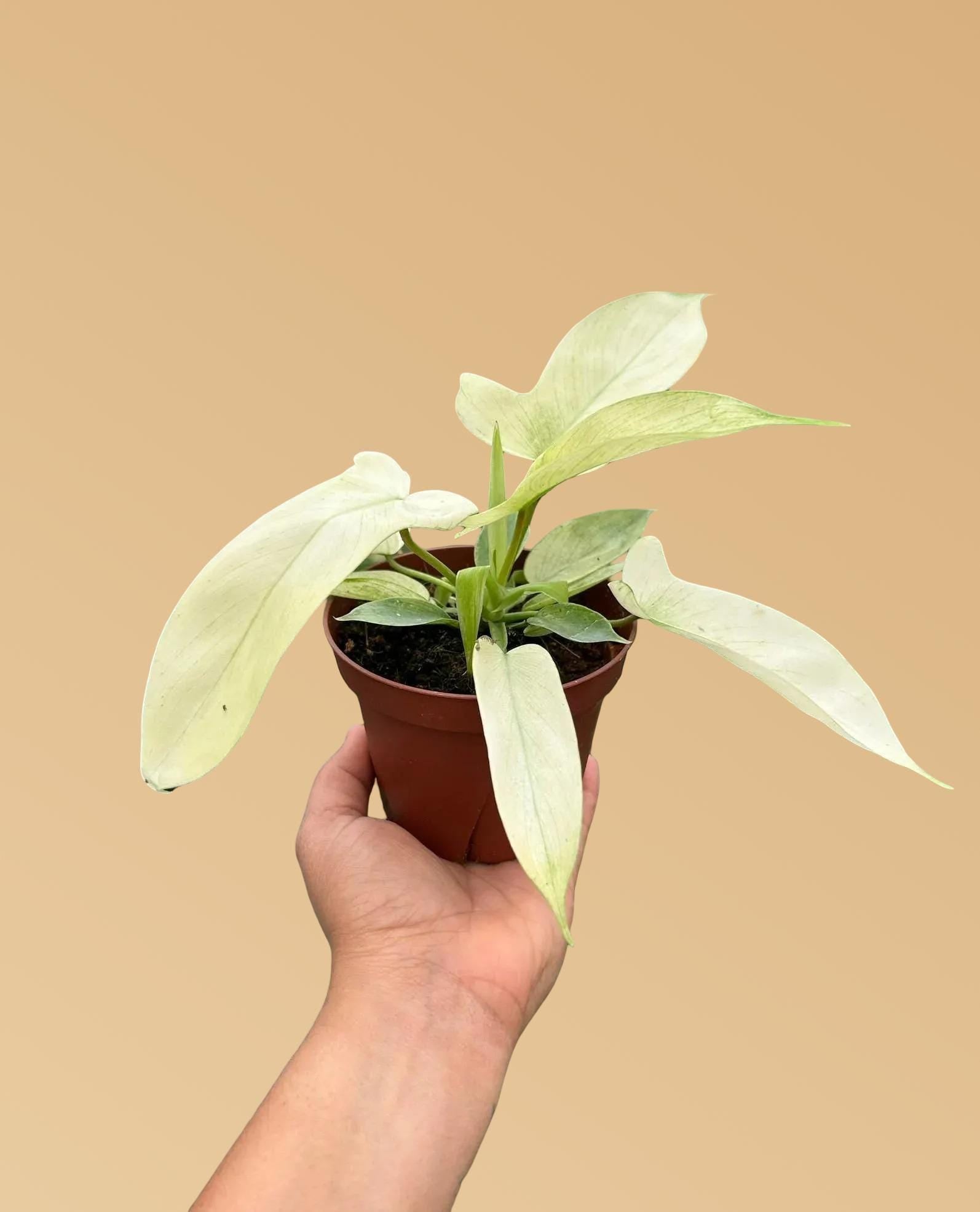 Philodendron 'Florida Ghost'