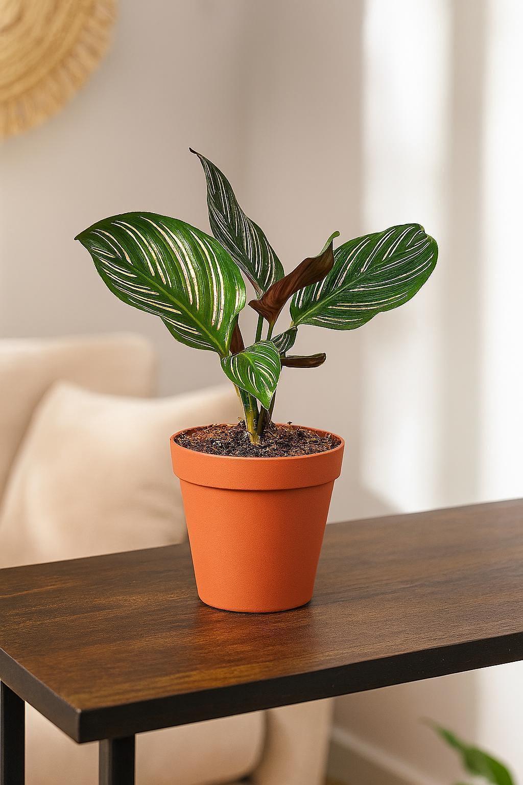 Calathea 'Ornata'