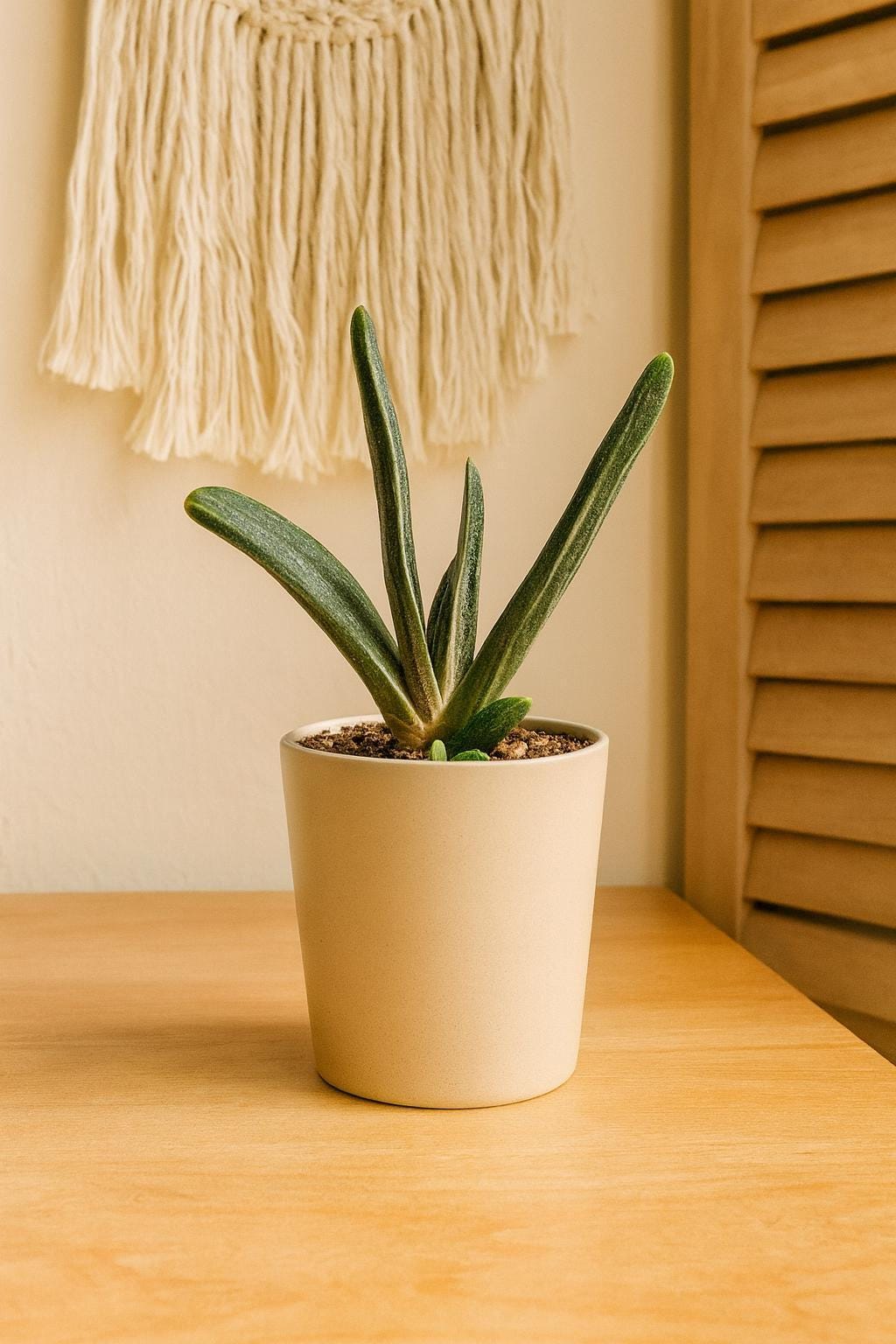 Succulent Gasteria Little Warty 4" Pot Austin Jungle Co.