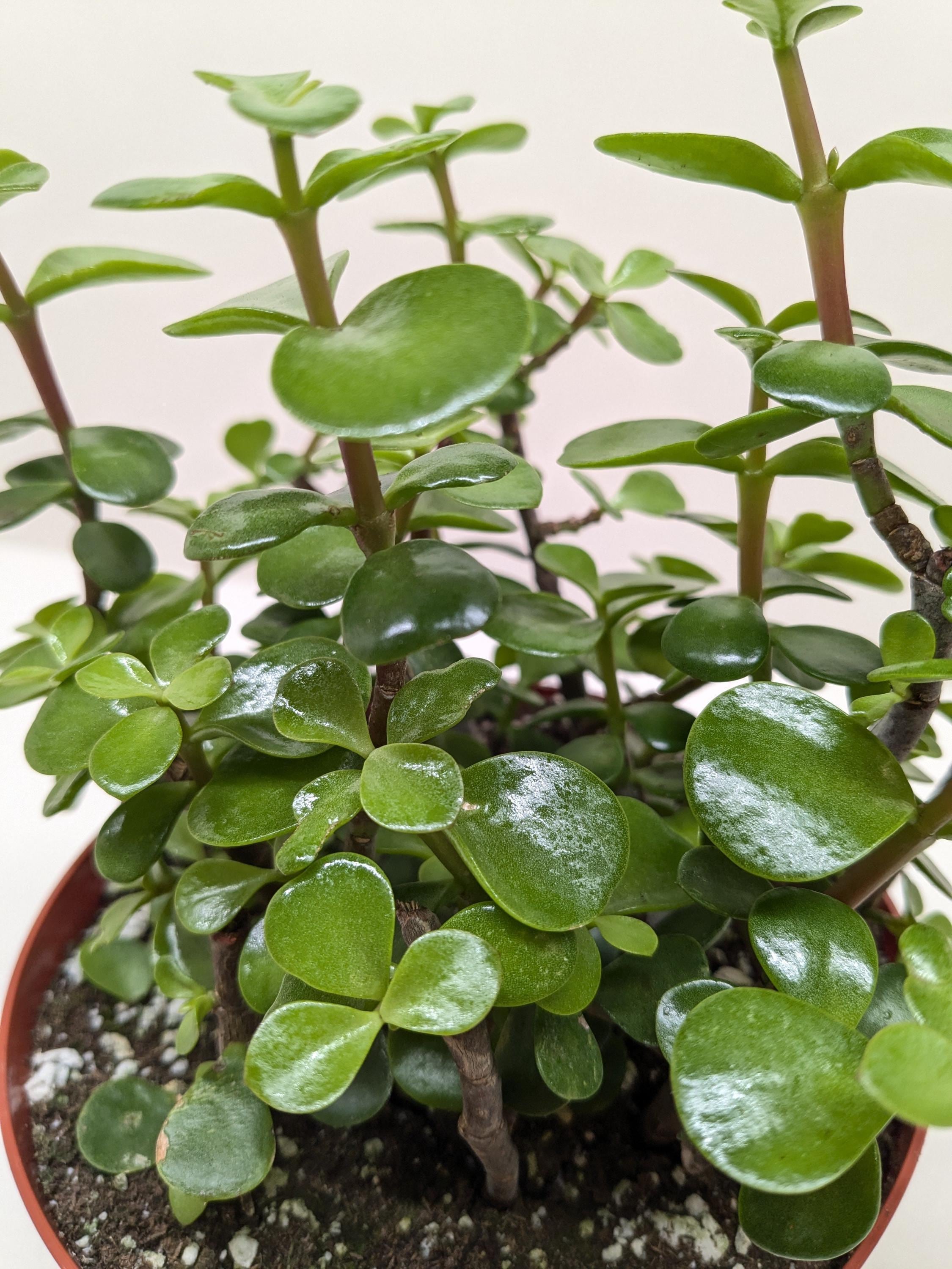 Succulent 'Elephant Bush' Succulent 4" Pot Austin Jungle Co.