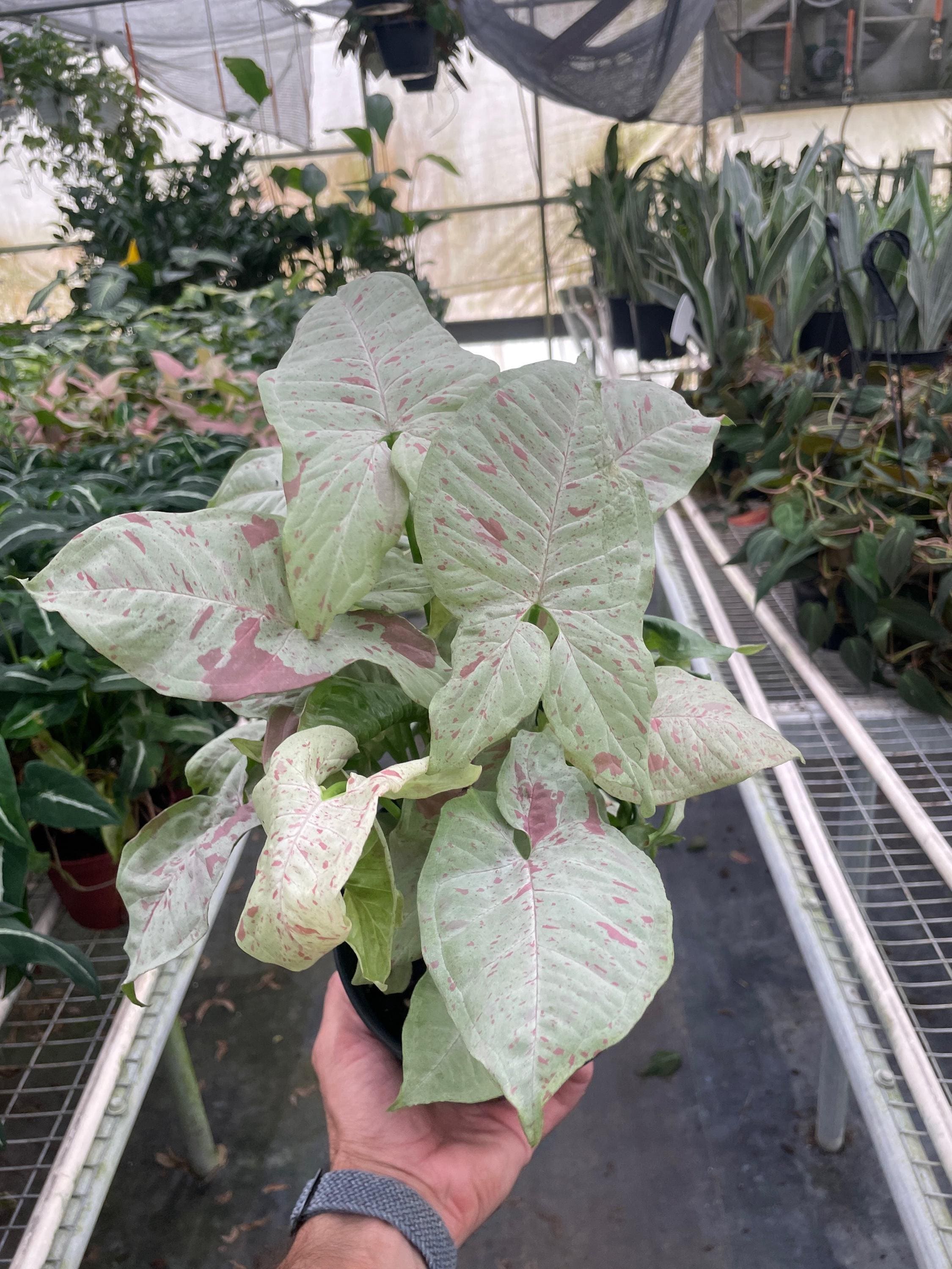 Syngonium 'Milk Confetti' Indoor Plants 4" Pot Austin Jungle Co.