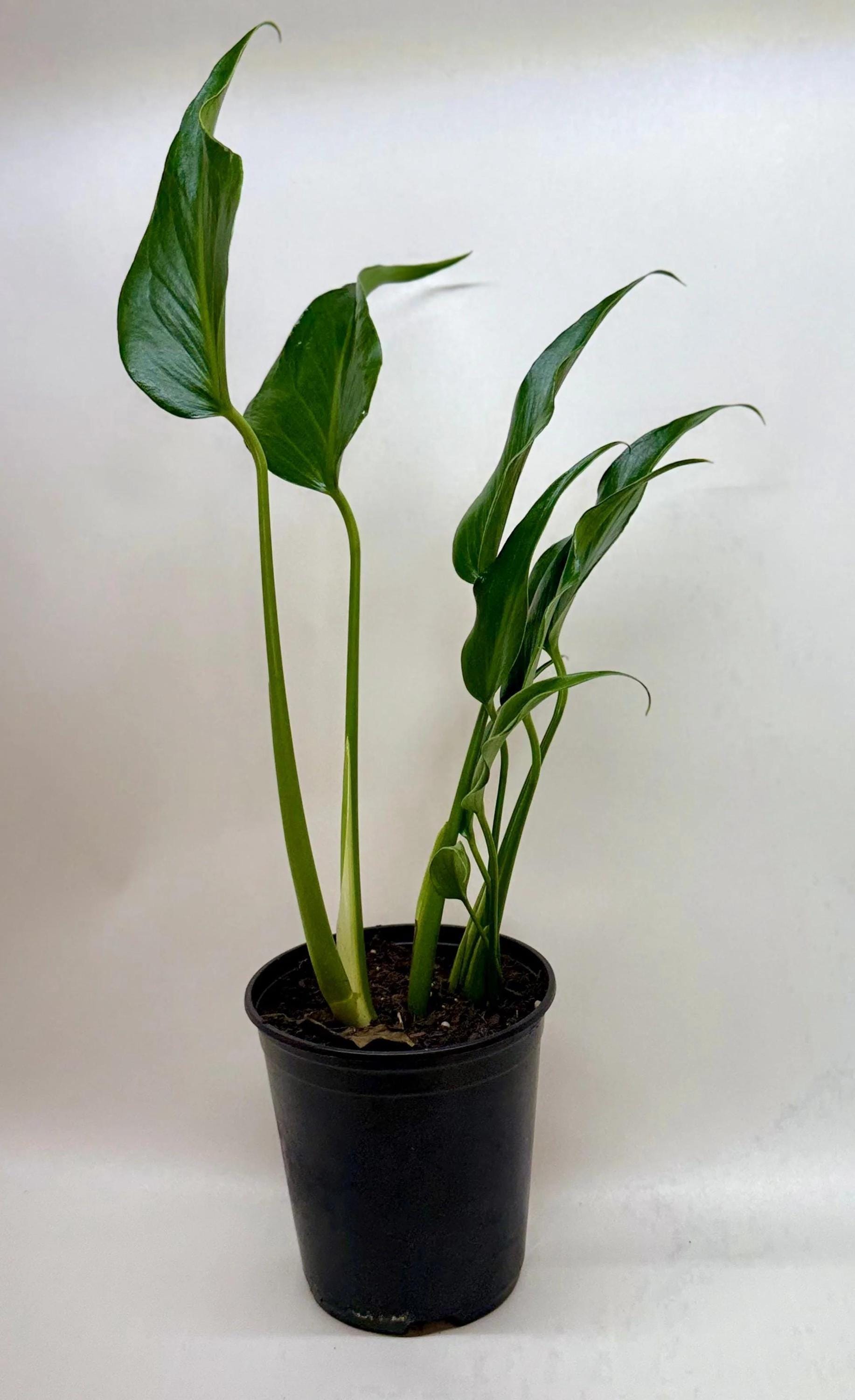 Monstera Burle Marx Flame Indoor Plants 6" Pot Austin Jungle Co.