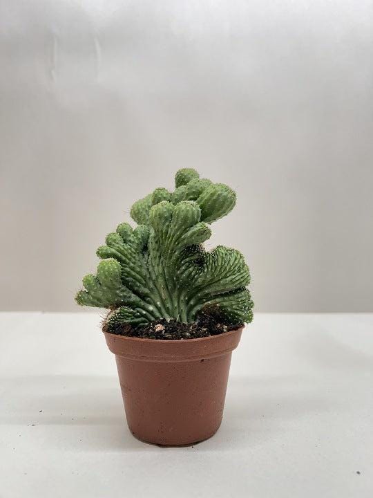 Succulent Cereus Coral Green Succulent 3" Pot Austin Jungle Co.