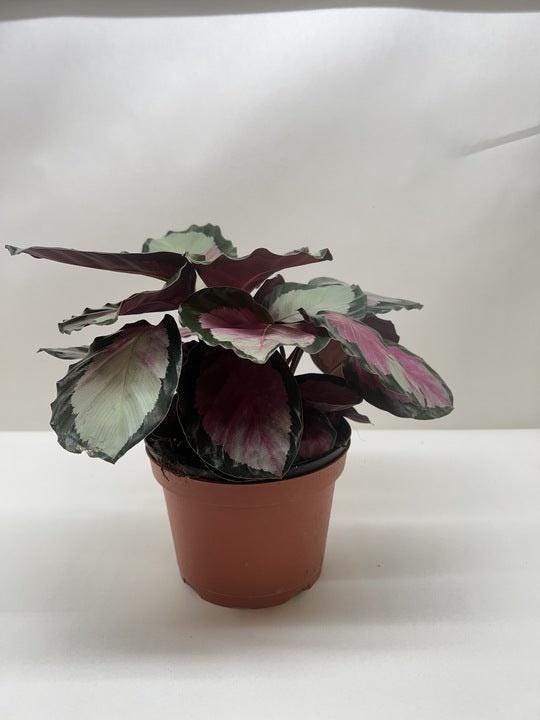 Calathea roseopicta 'Silvia' 4" Pot Austin Jungle Co.