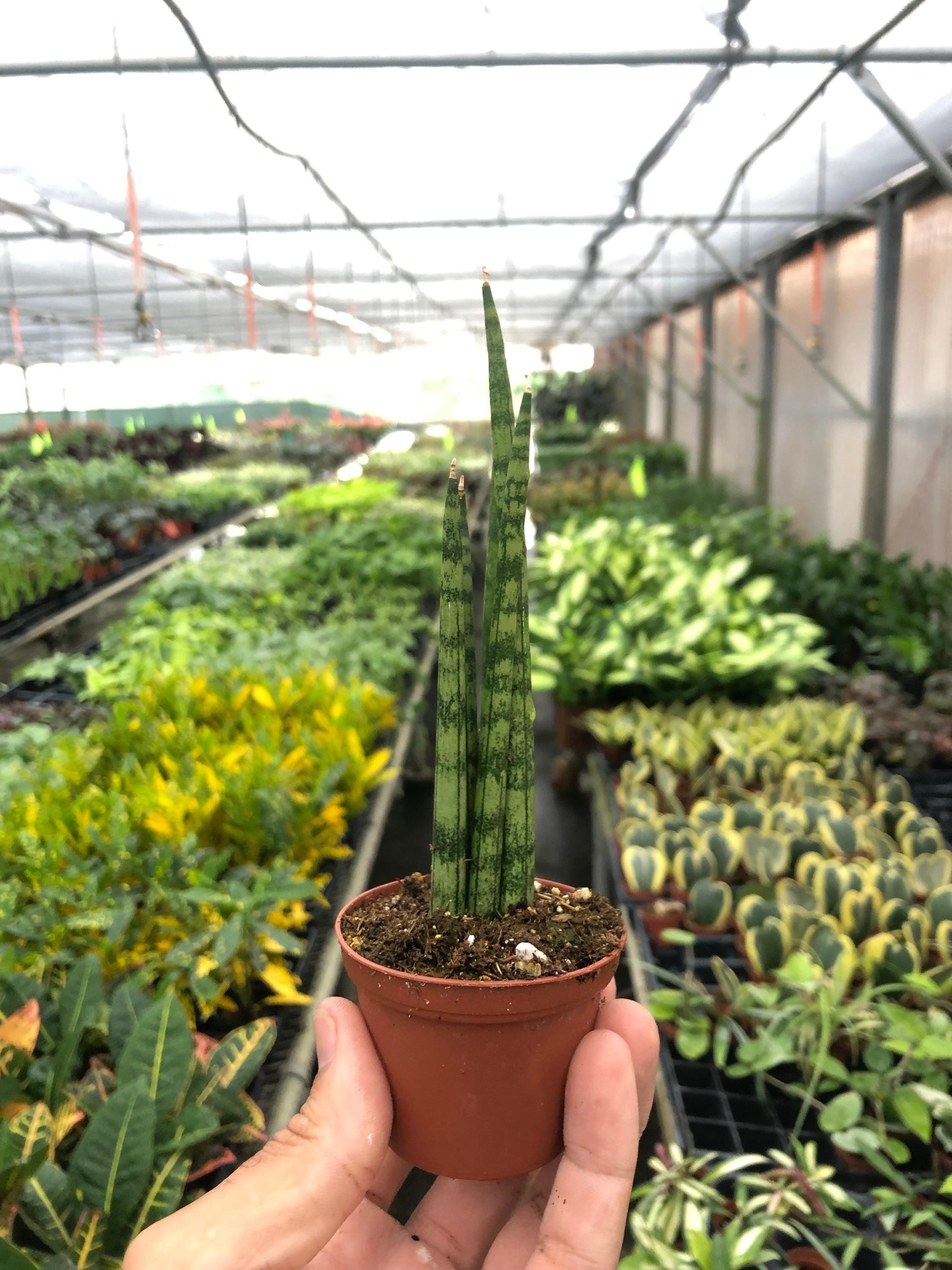 Snake Plant Cylindrica 4" Plant 3" Pot Austin Jungle Co.
