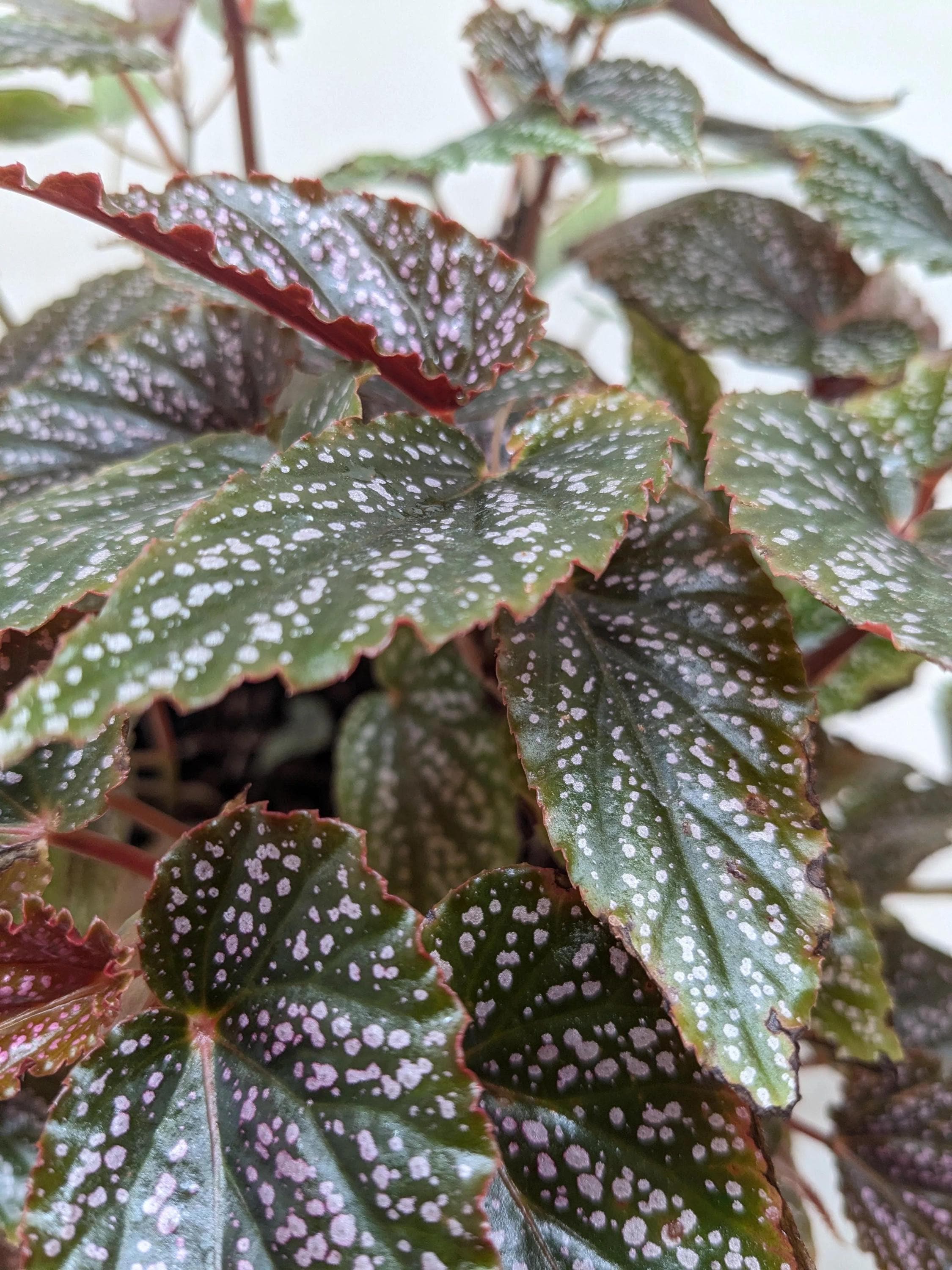 Begonia 'Corallina' Indoor Plants 6" Pot Austin Jungle Co.