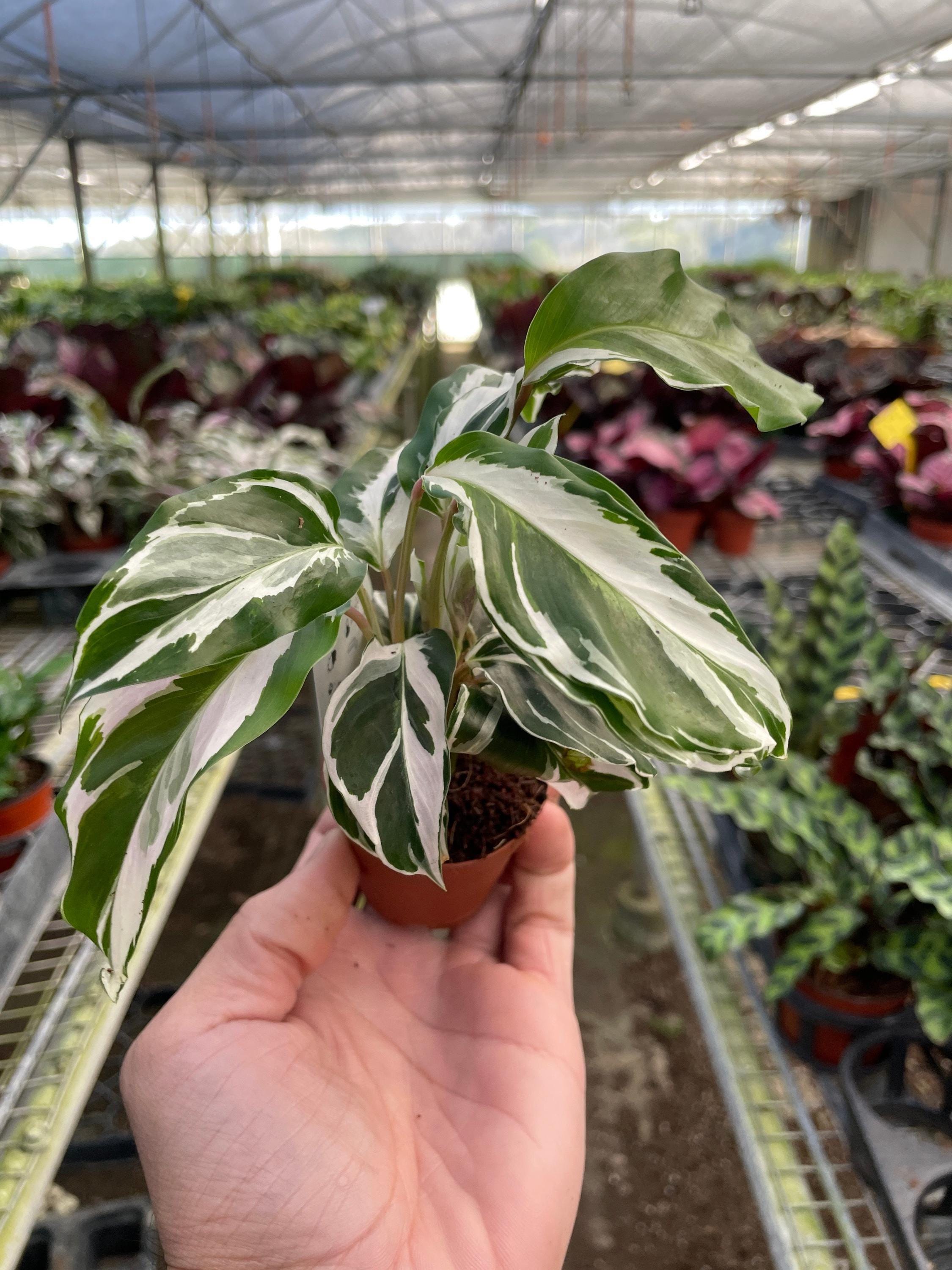 Calathea 'White Fusion' 2" Pot Austin Jungle Co.