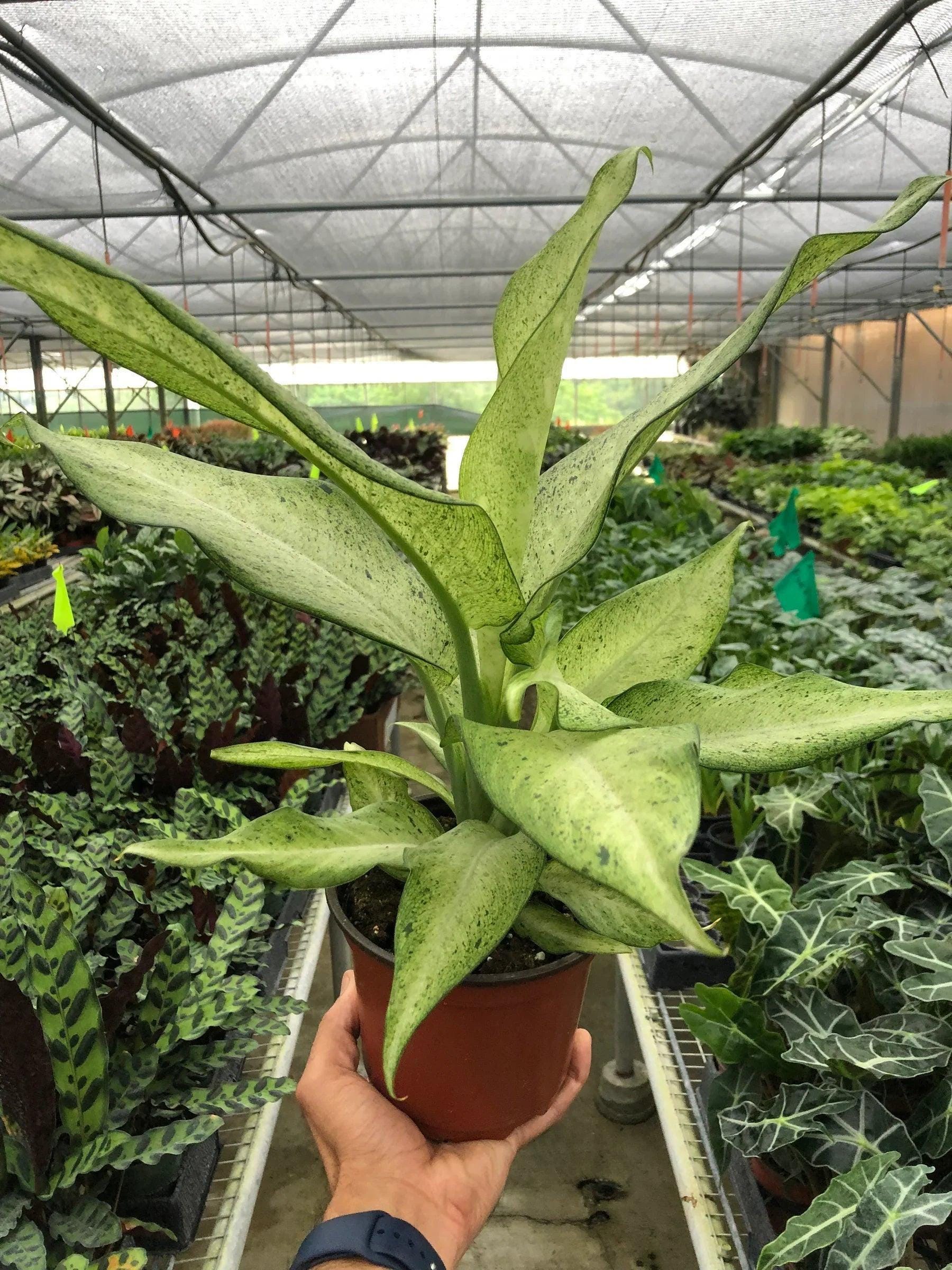 Dieffenbachia 'Camouflage' Indoor Plants 4" Pot Austin Jungle Co.
