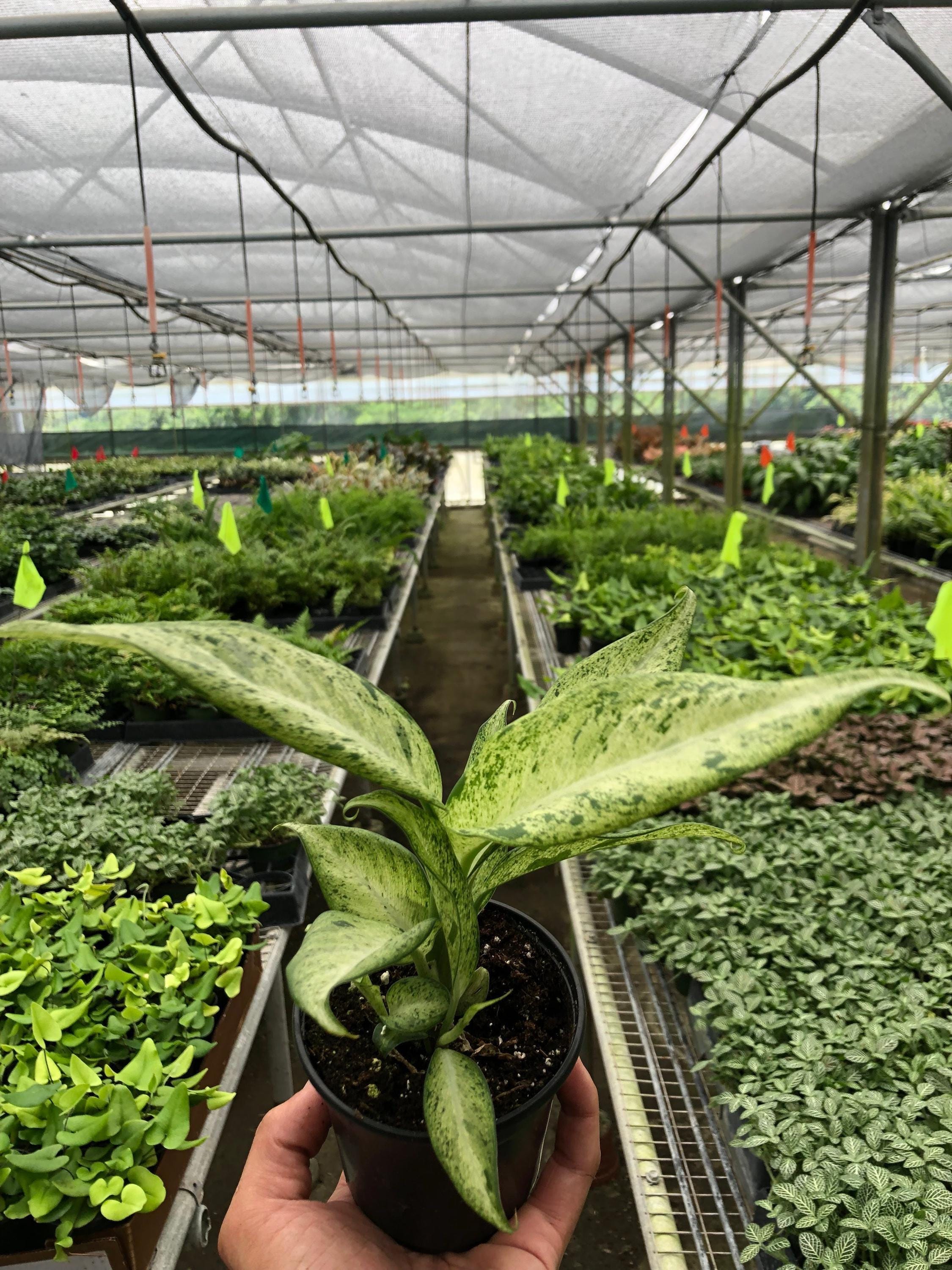 Dieffenbachia 'Camouflage' Indoor Plants 4" Pot Austin Jungle Co.